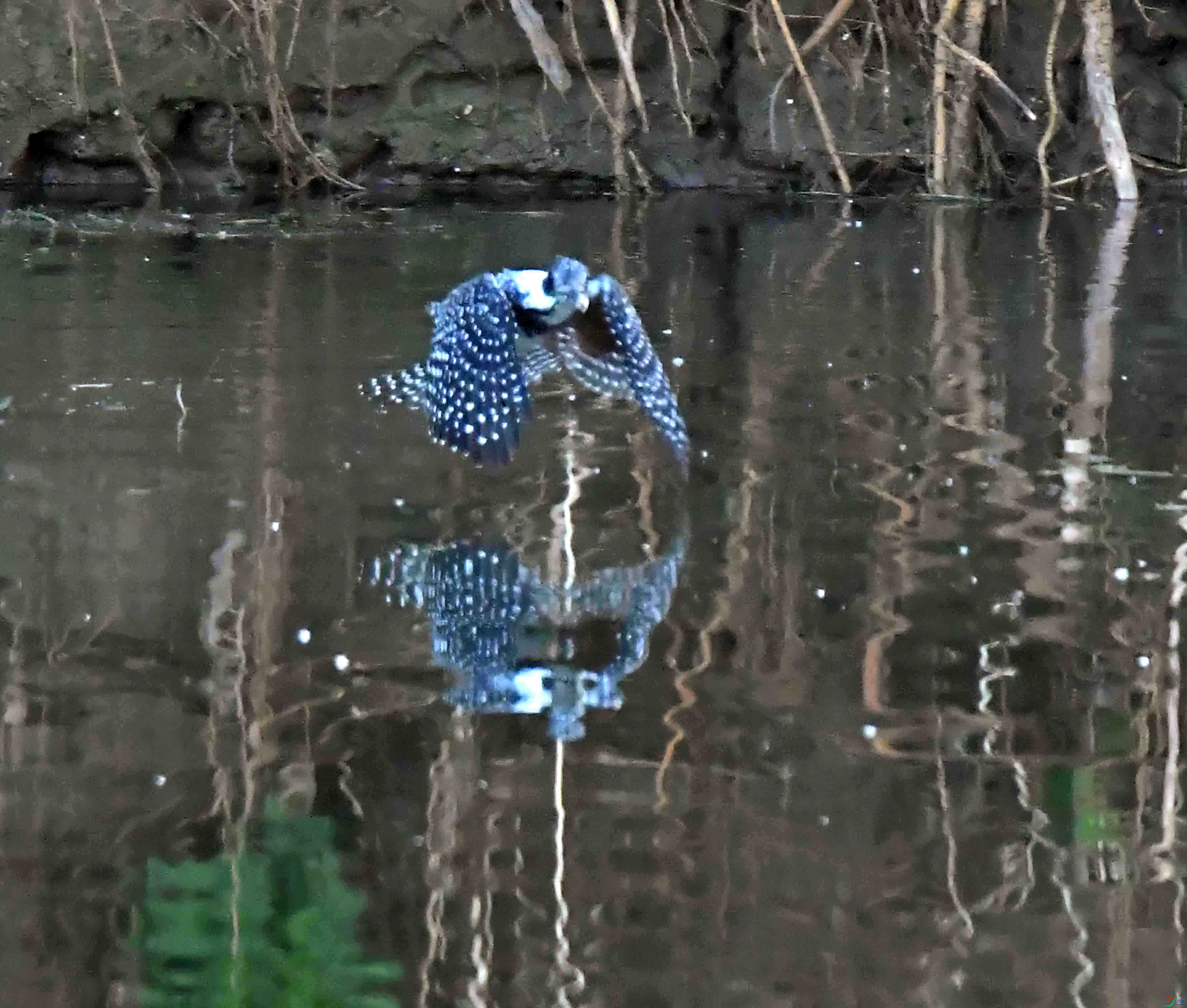 DSC_0112.JPG