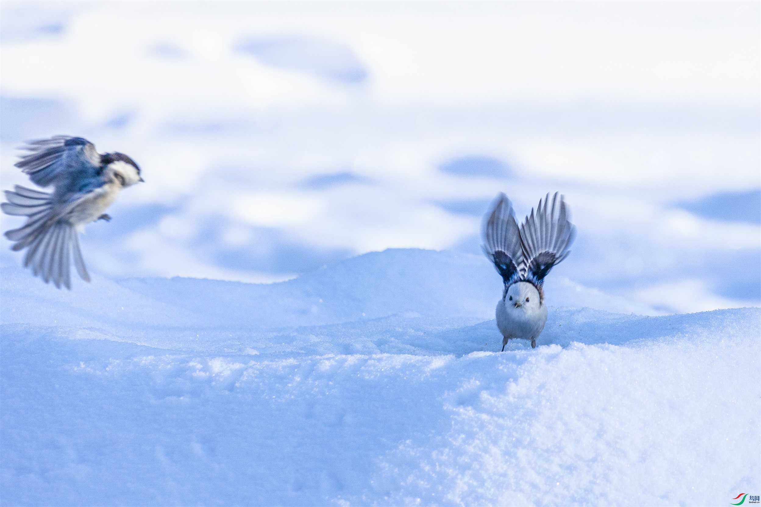 1K3A6047 ����1.jpg