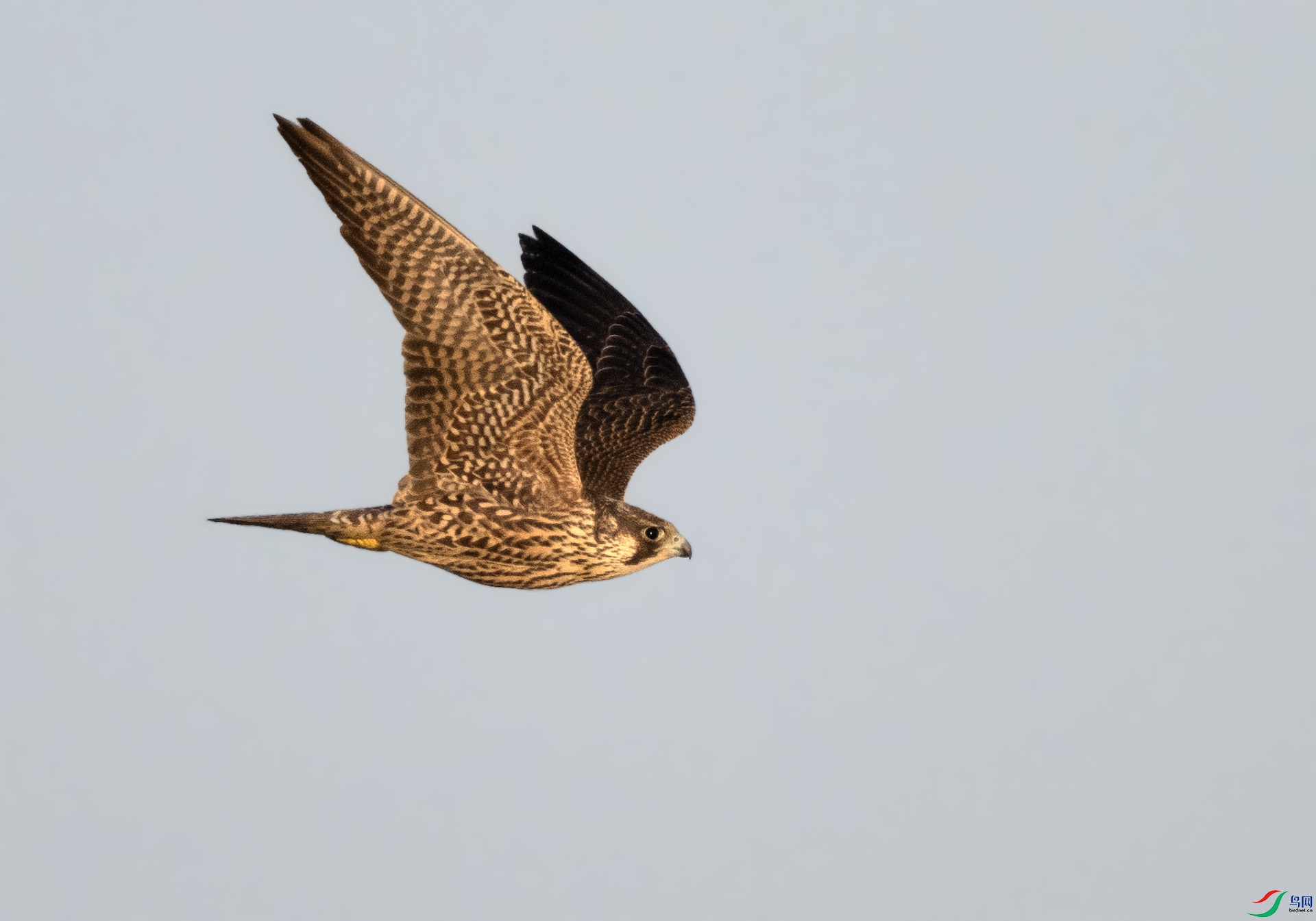 ��DSC_5154 ��ؐ.jpg