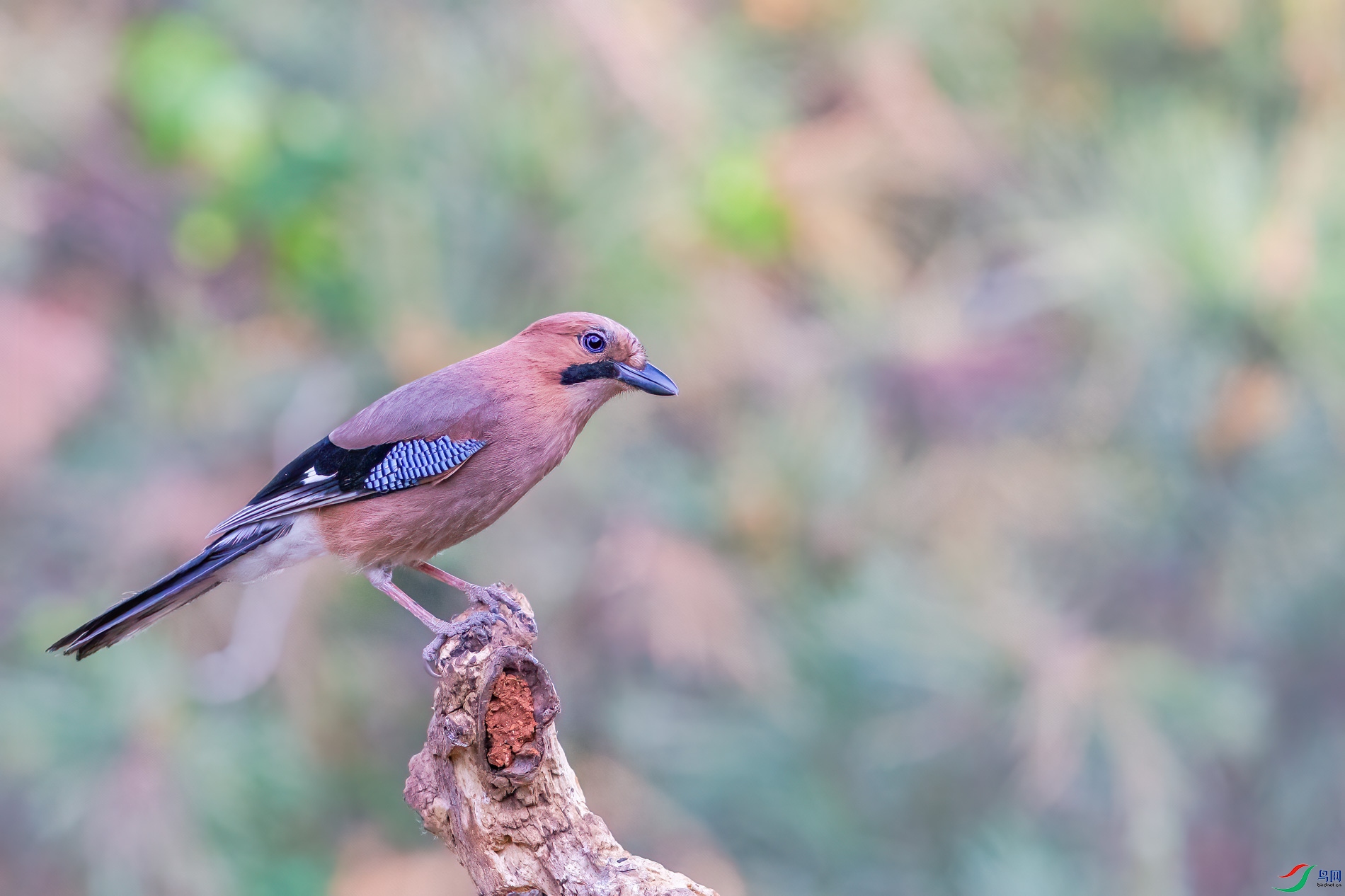 a_35731-1.jpg