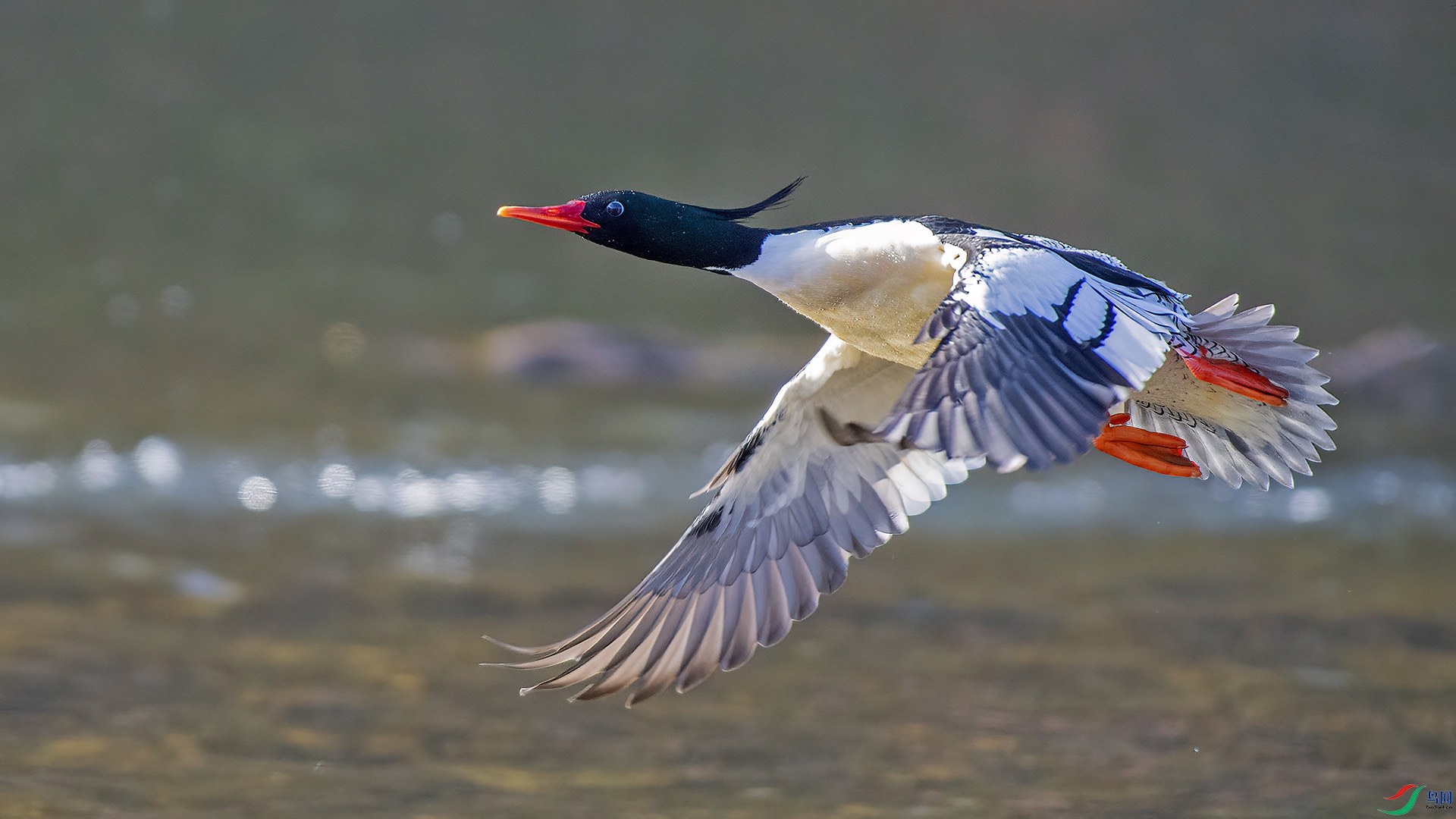 DSC_628mm2.jpg