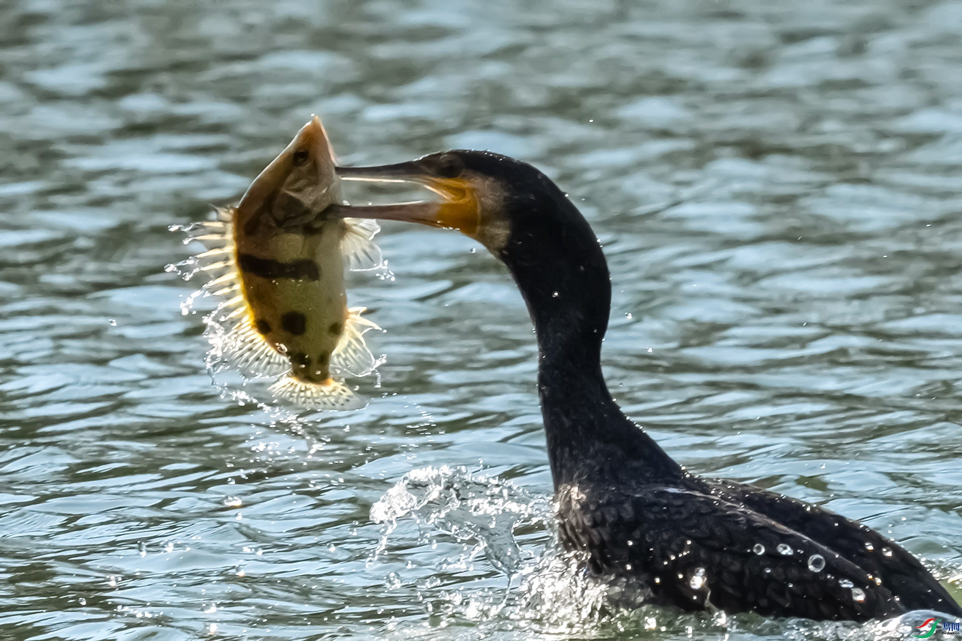 ���ץ����