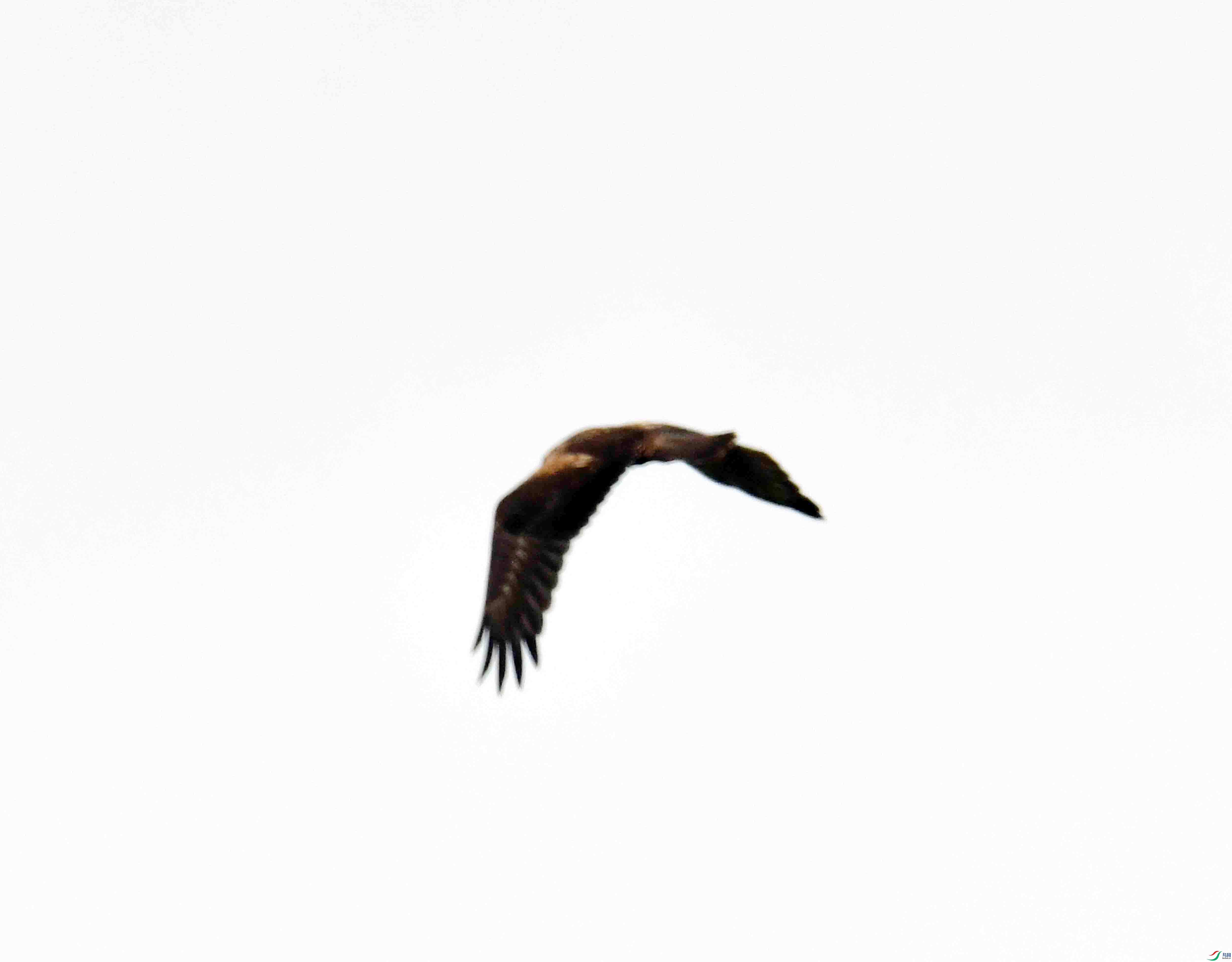 DSC_4379.JPG