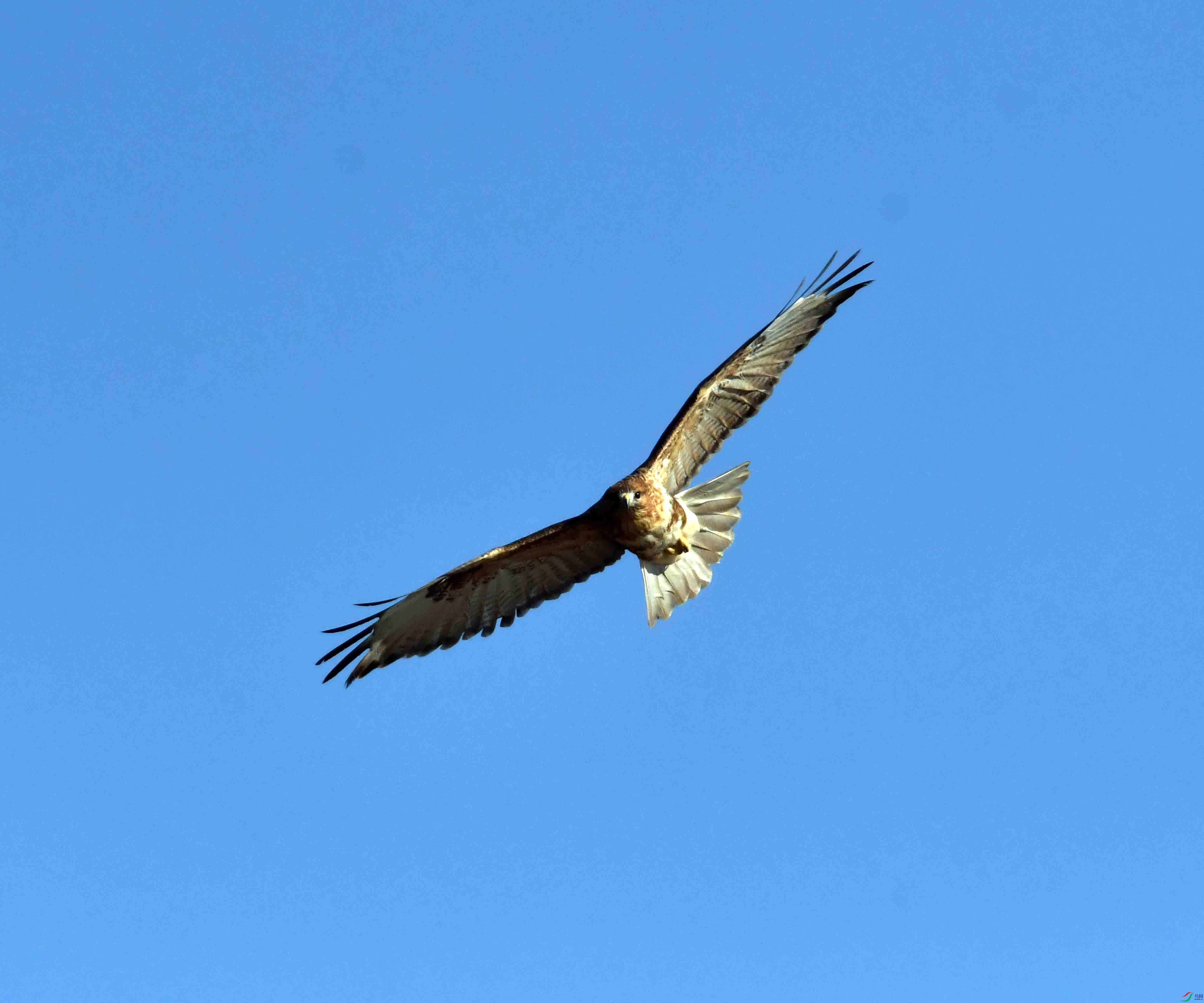 DSC_1936.JPG