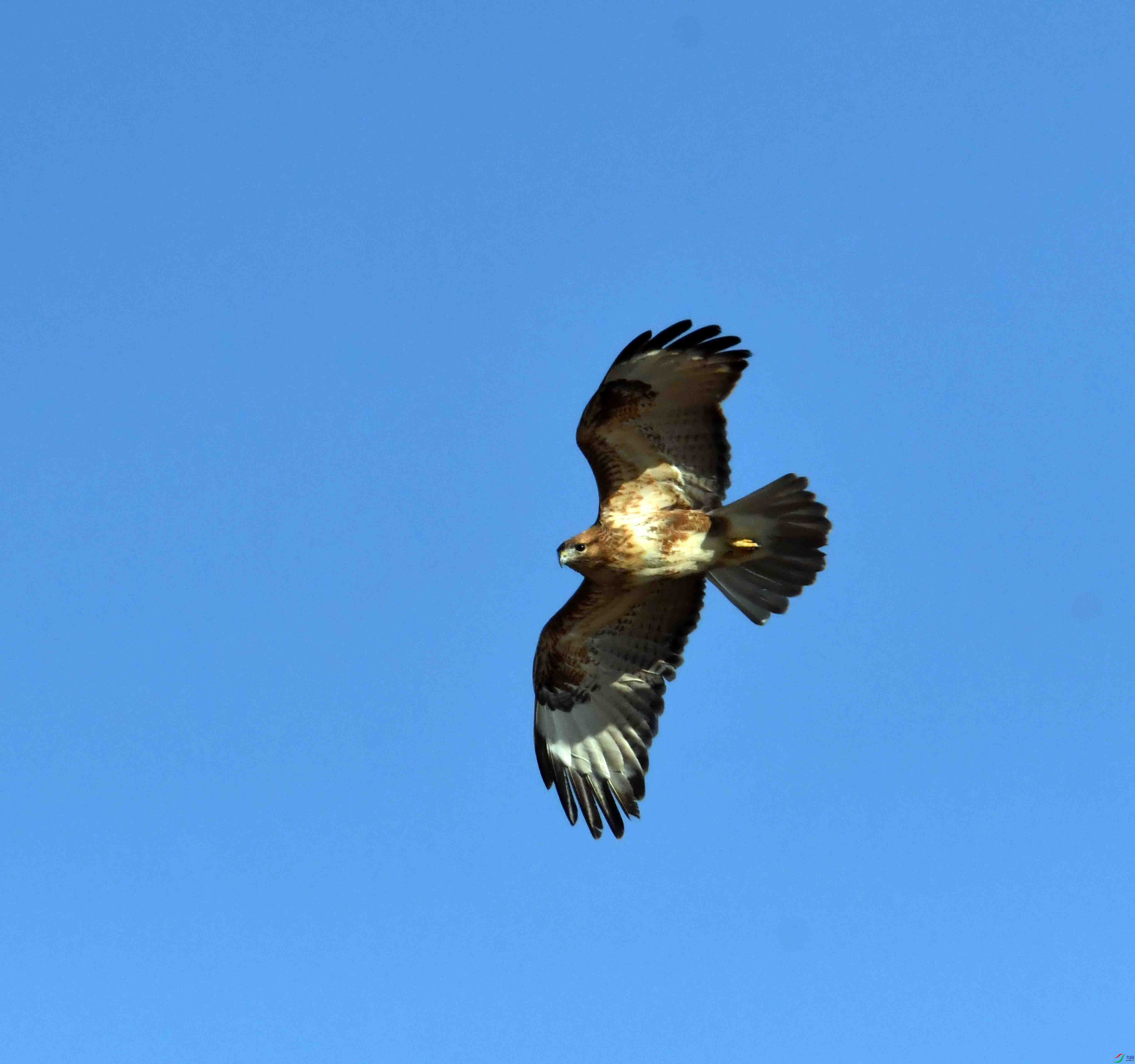 DSC_1938.JPG