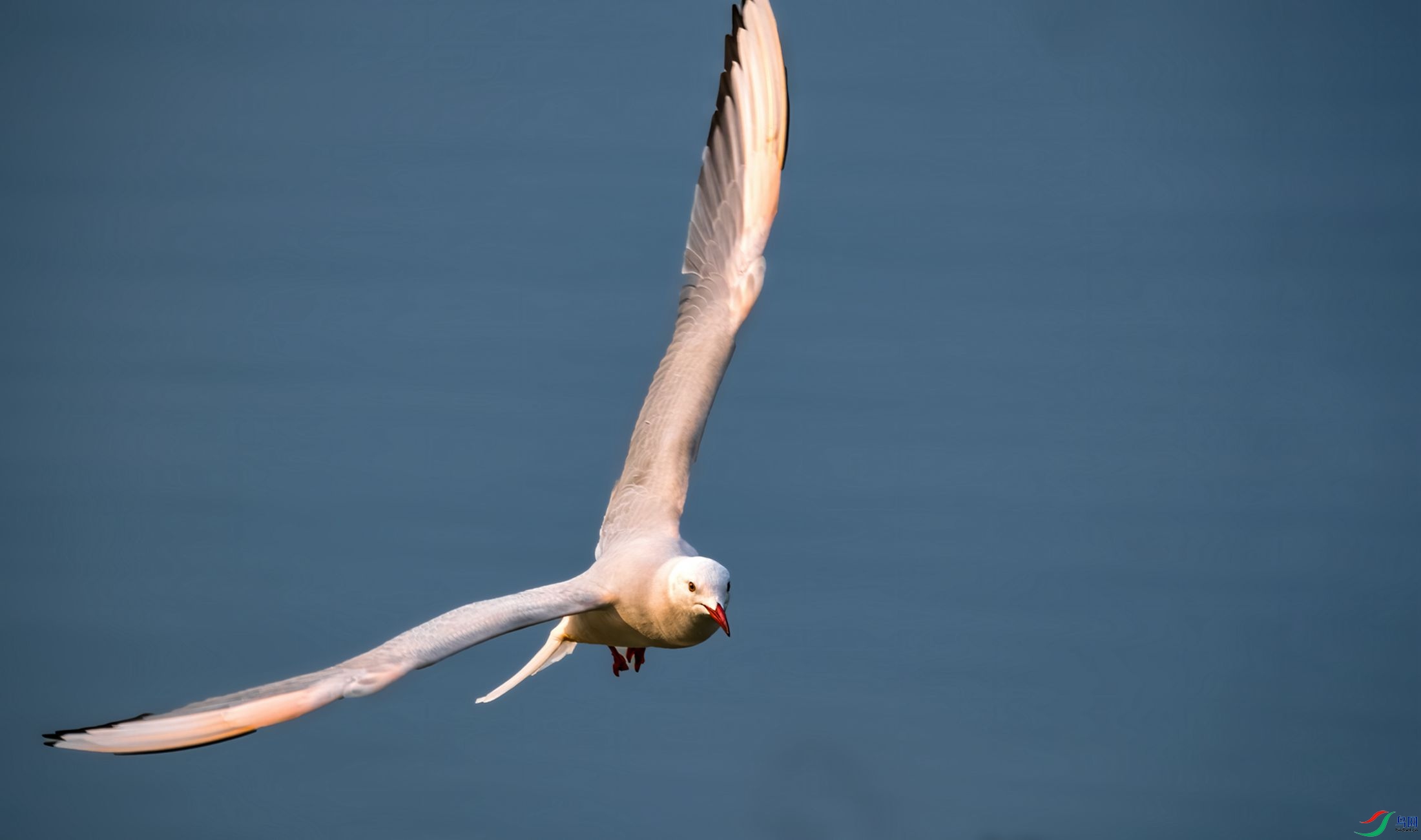 캺�ϡ�ͨD�D�D�Dϸ��Ÿ