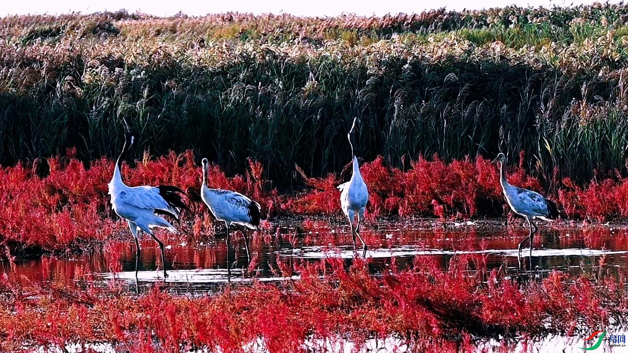 ���̲�ϵĵ�����