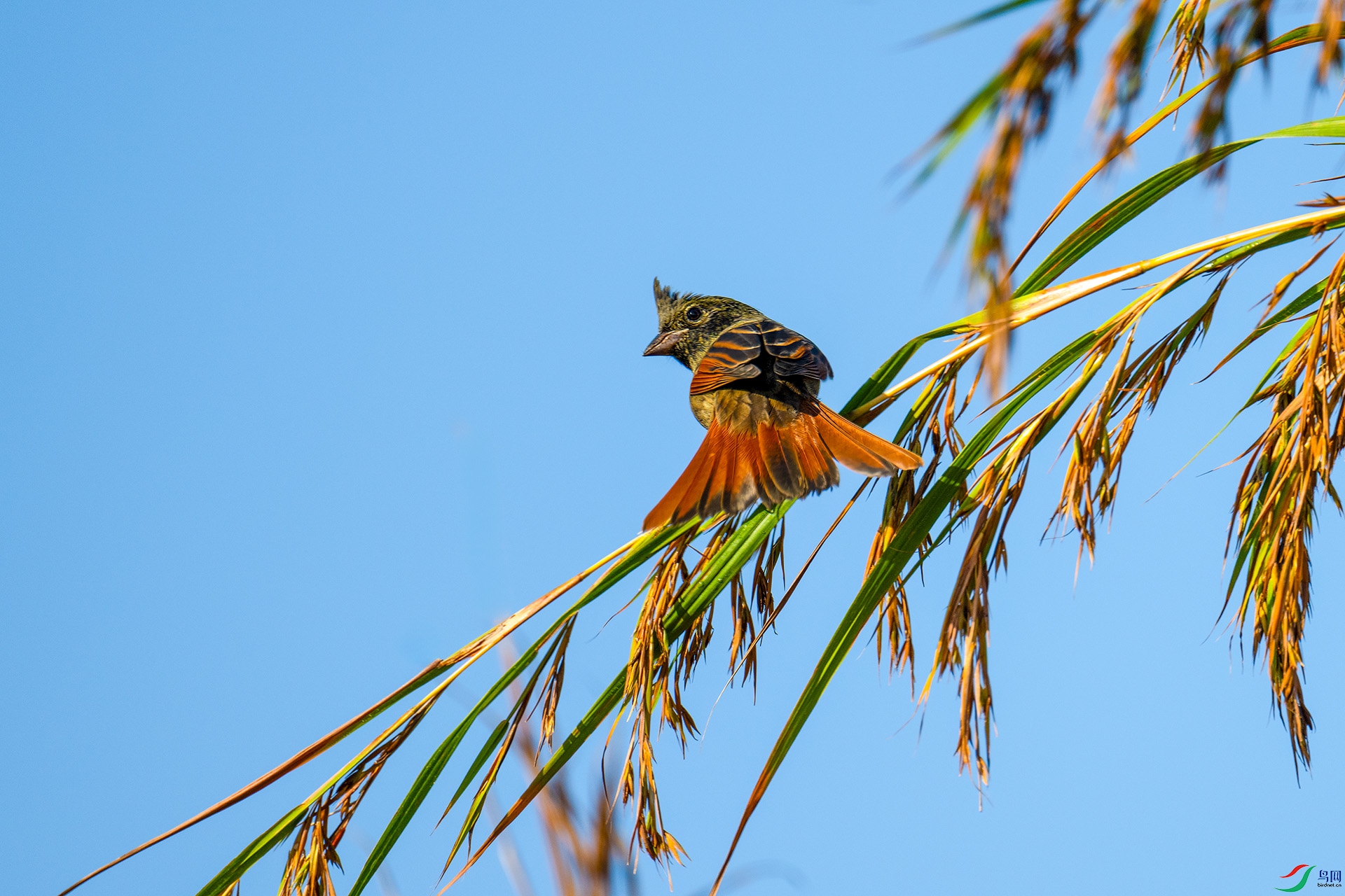 _DSC8454 ����y.jpg