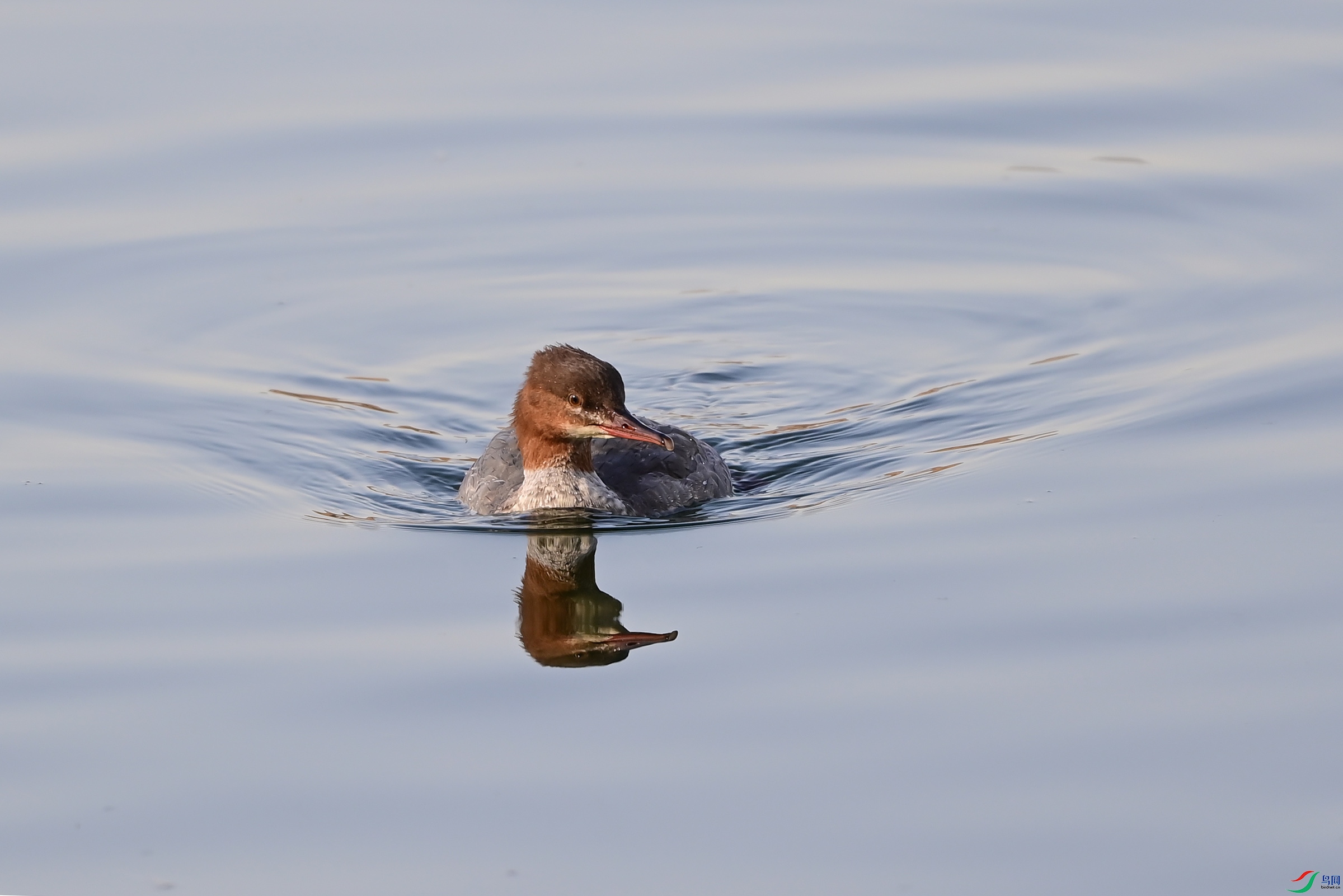 DSC_9411.jpg