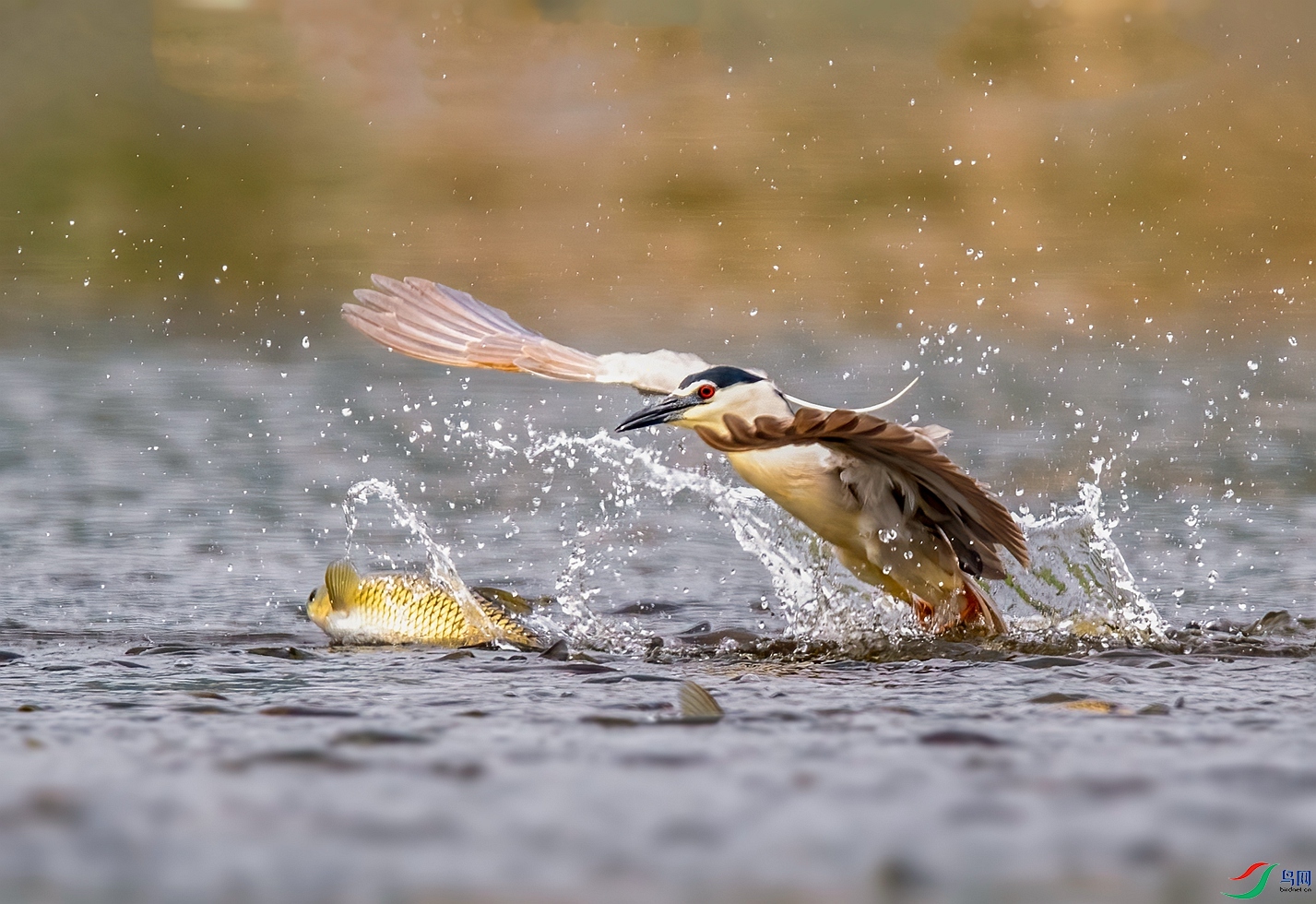 DSC_3194 ����_����.jpg