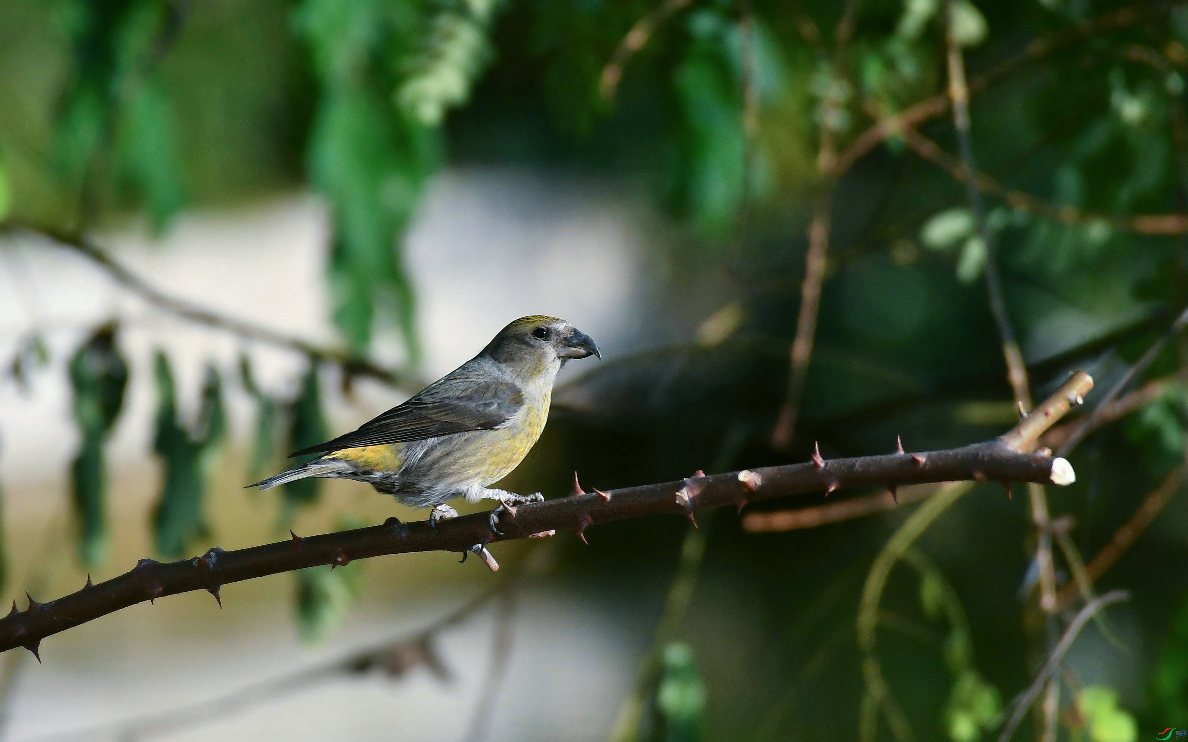 DSC_0111.JPG