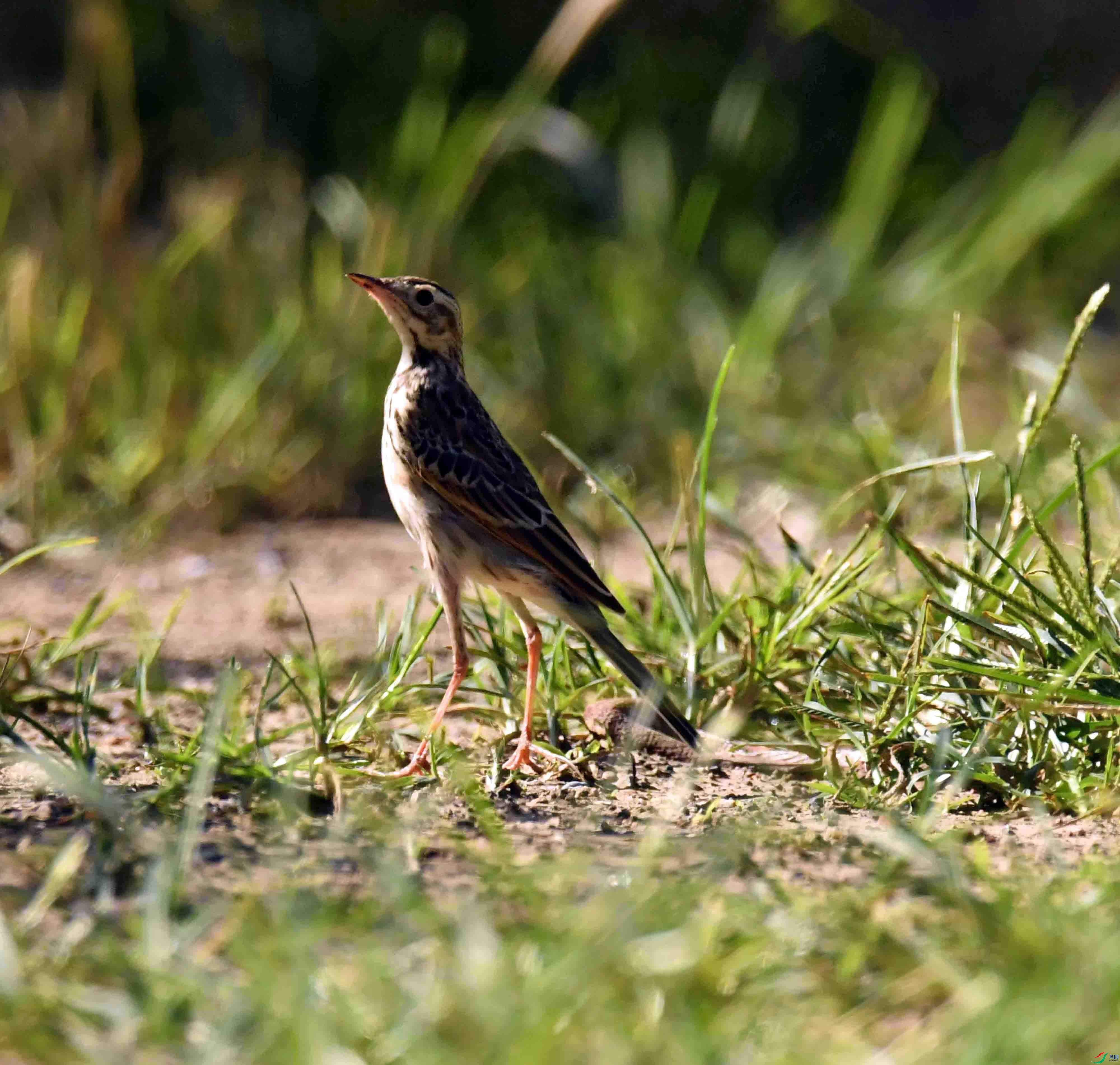 DSC_2944.JPG