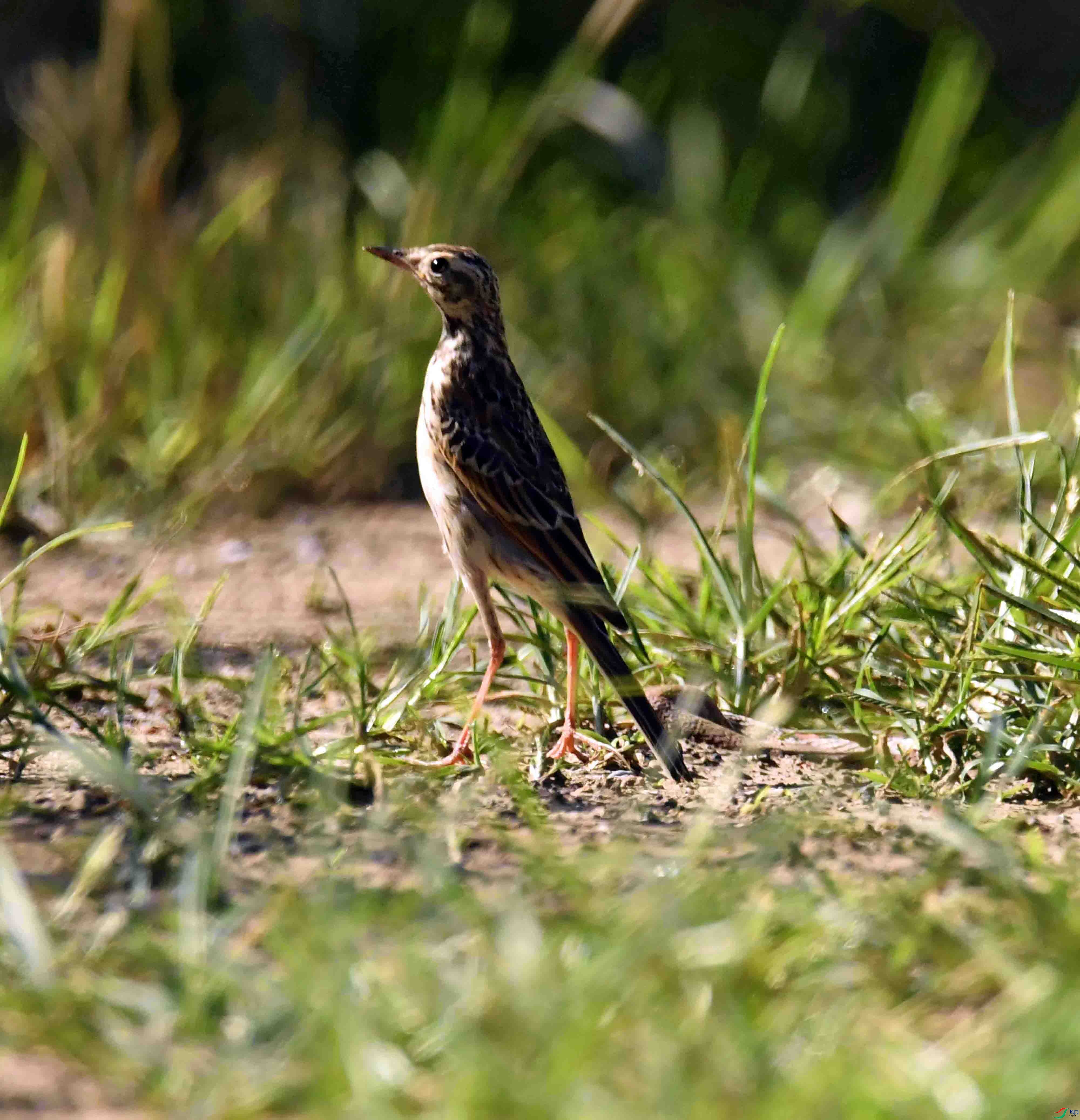 DSC_2945.JPG