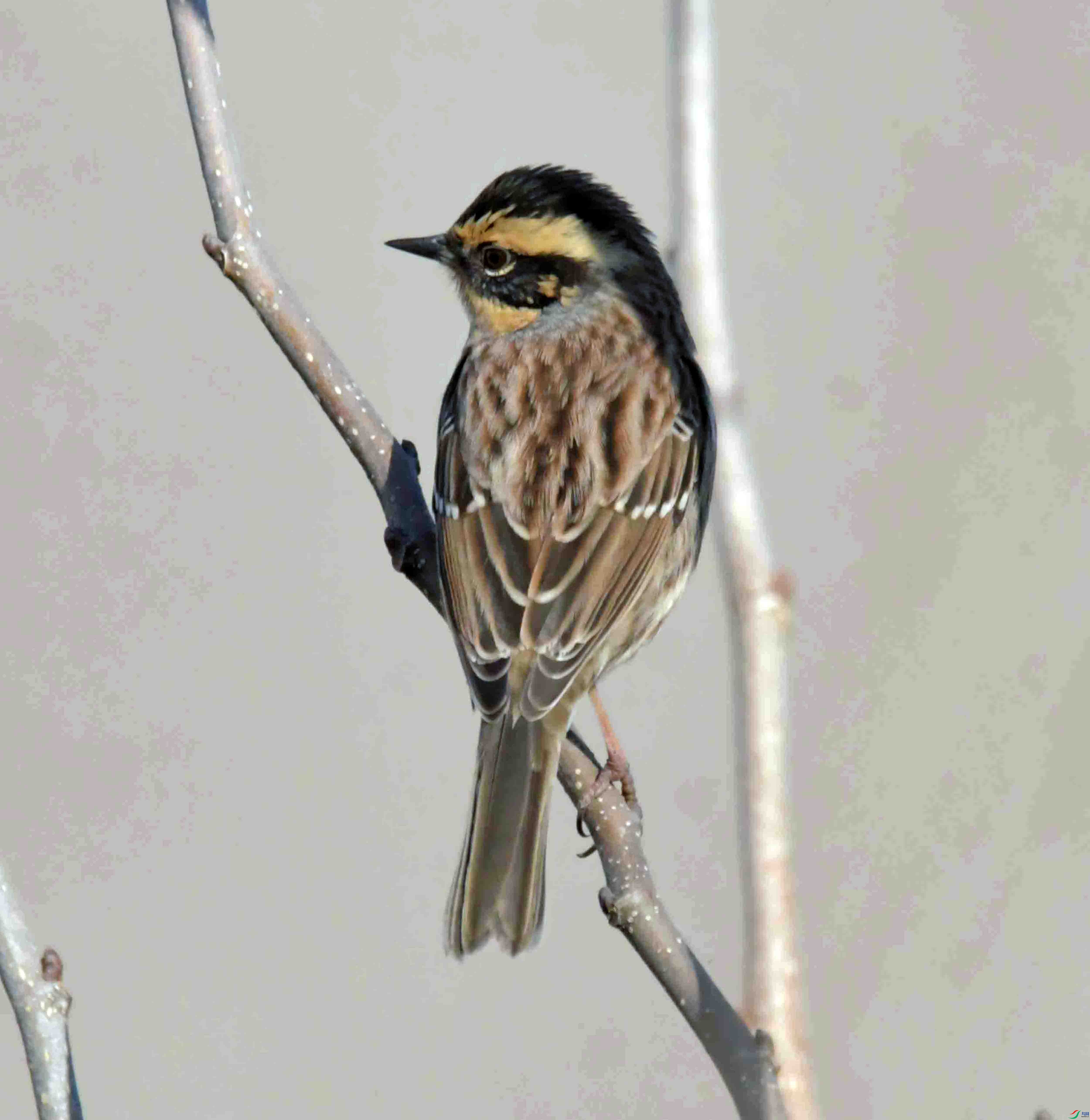 DSC_7394.JPG