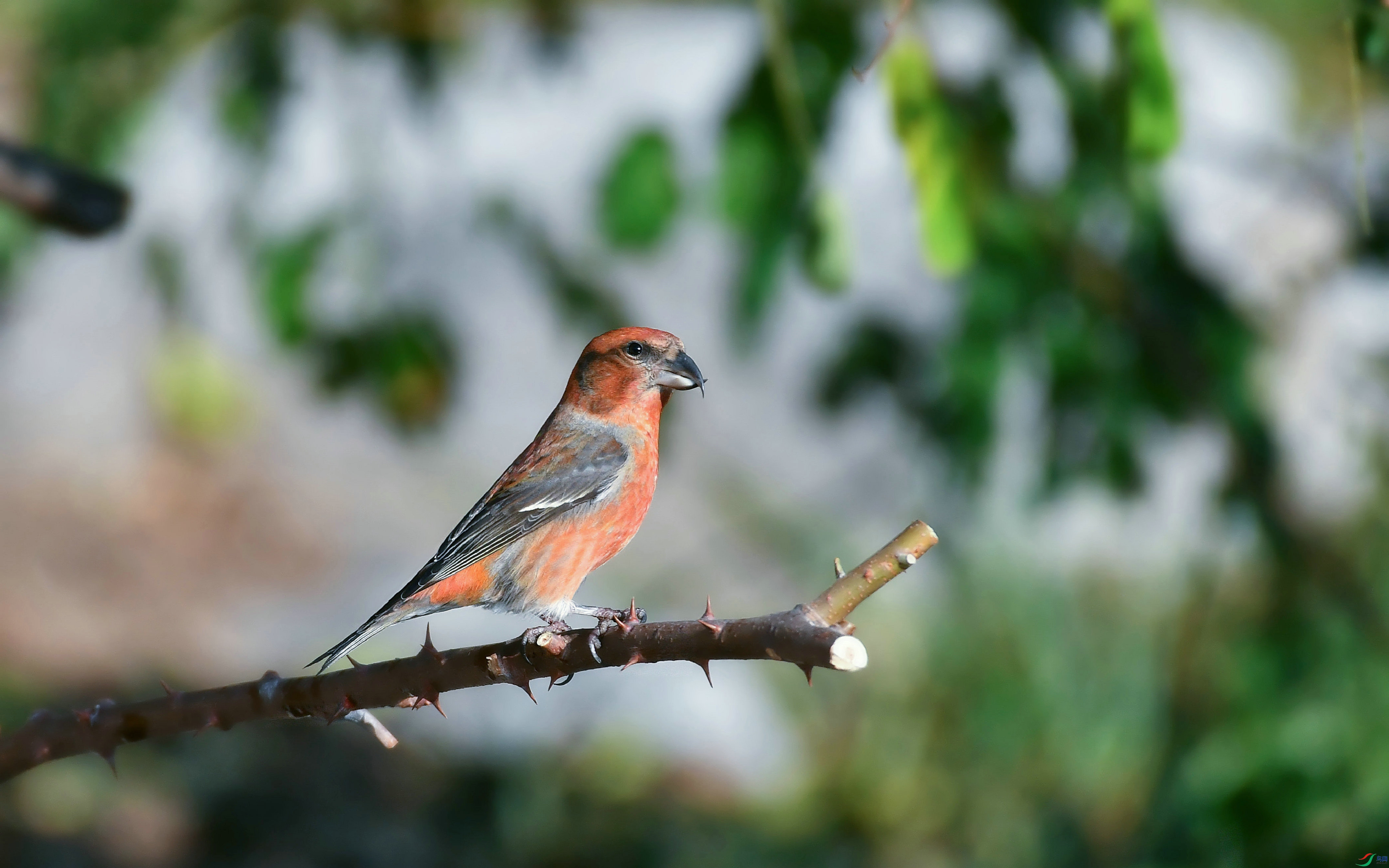 DSC_9883.JPG