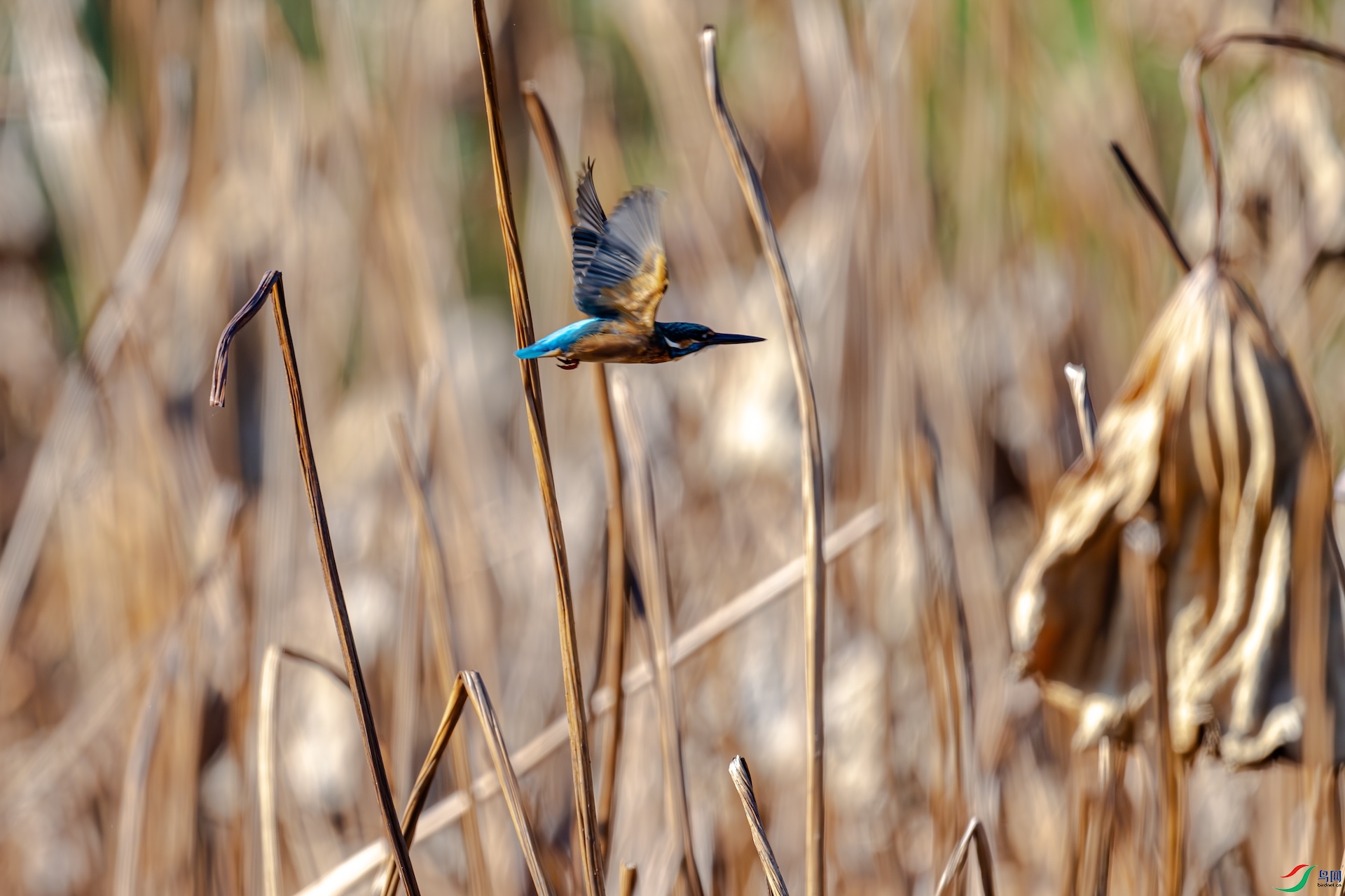 DSC_5935_����1.jpg