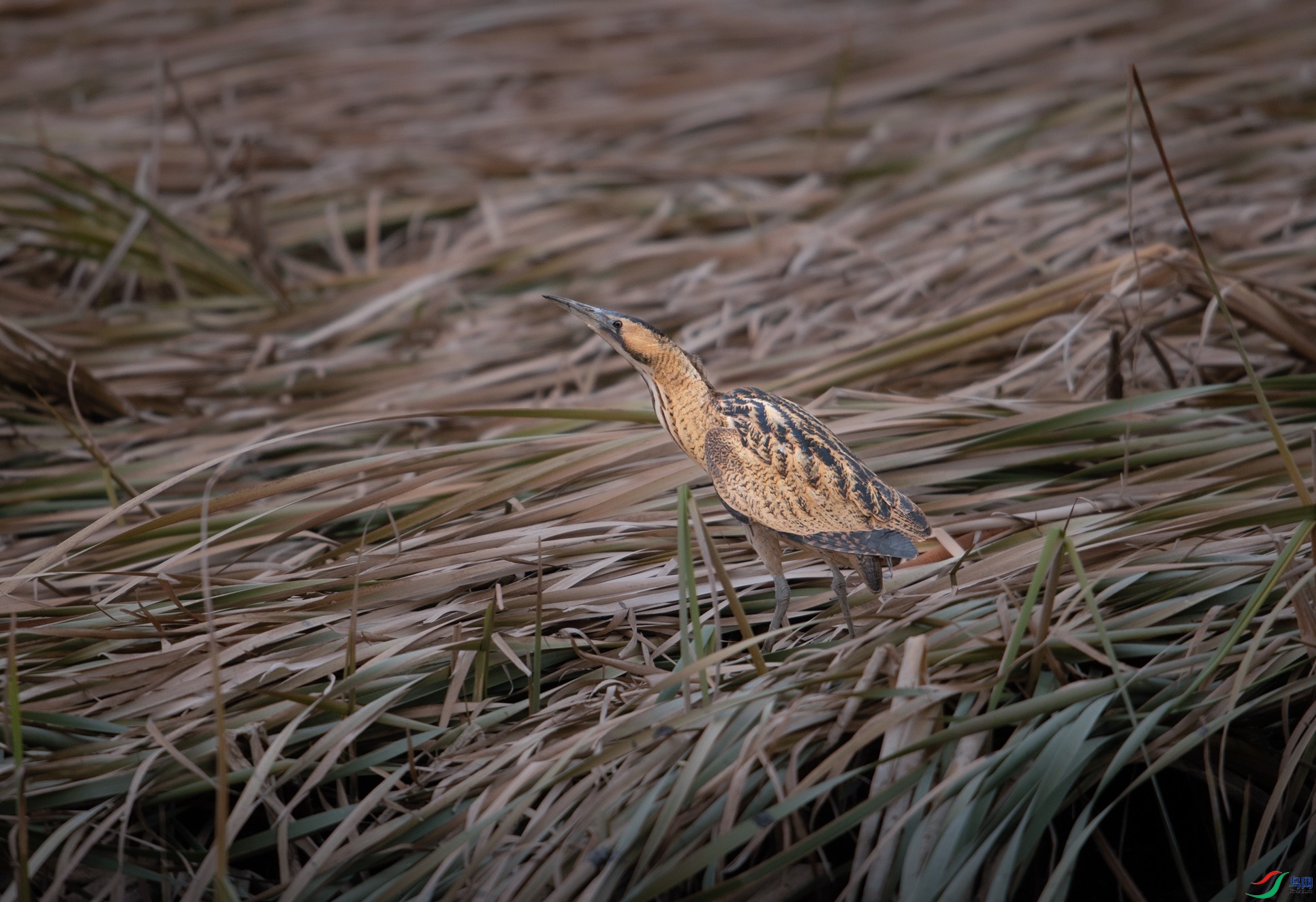 _DSC7749 - ����.jpg