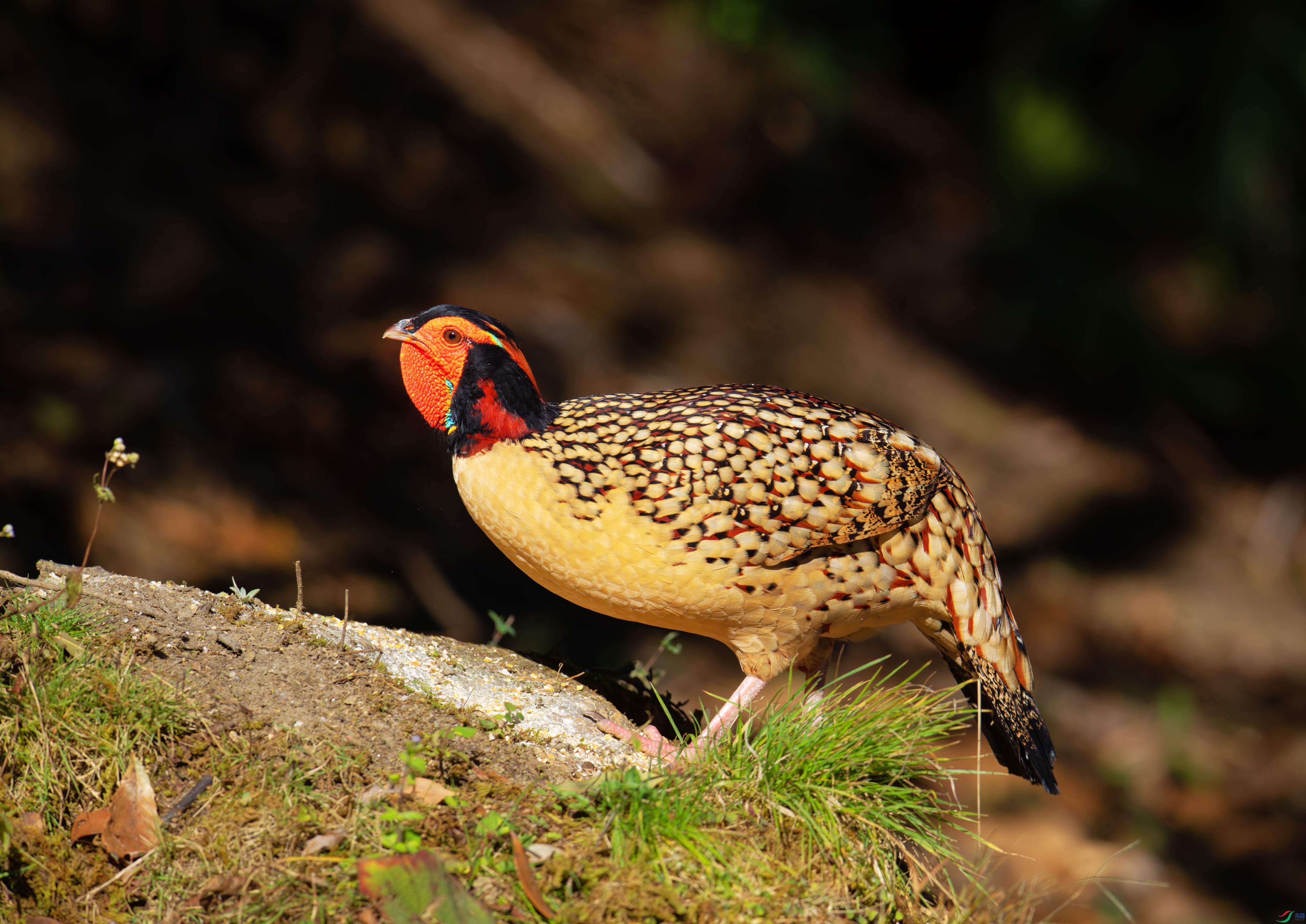 DSC_0124-1.jpg
