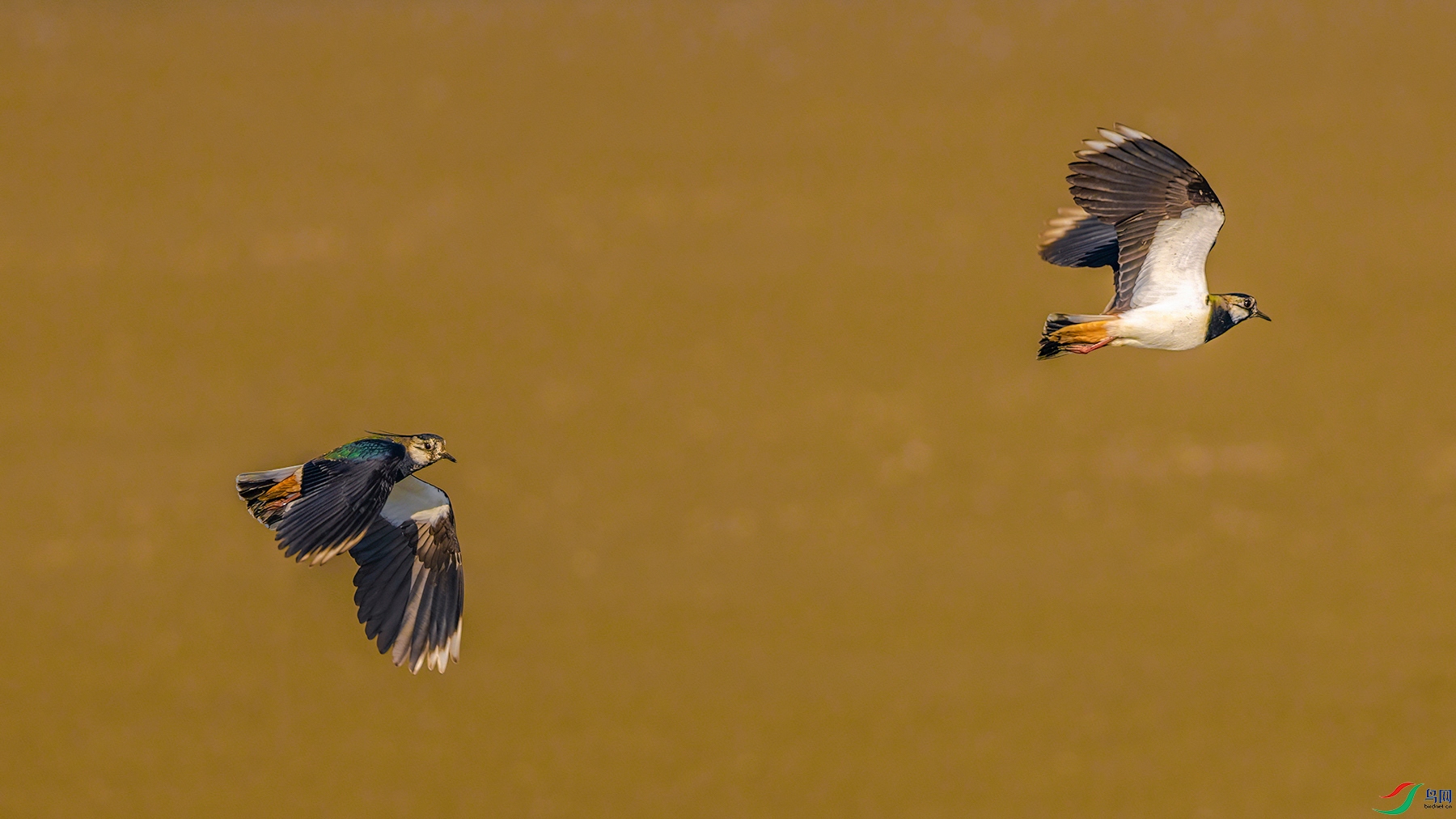 1P8A6953.jpg
