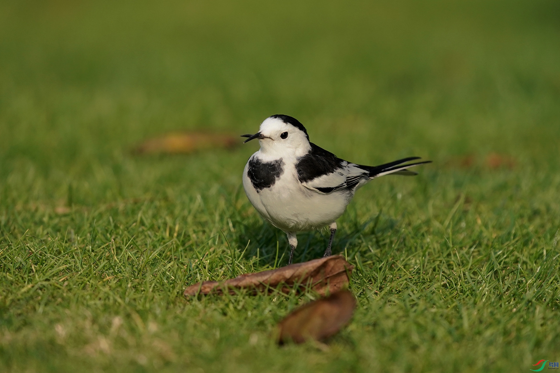 DSC09512.jpg