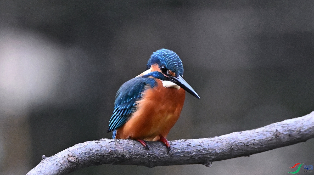 DSC_9285.JPG