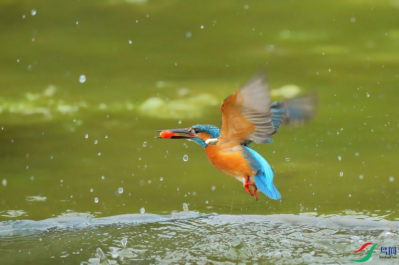 CJ9W3496-DeNoiseAI-clear (1).JPG