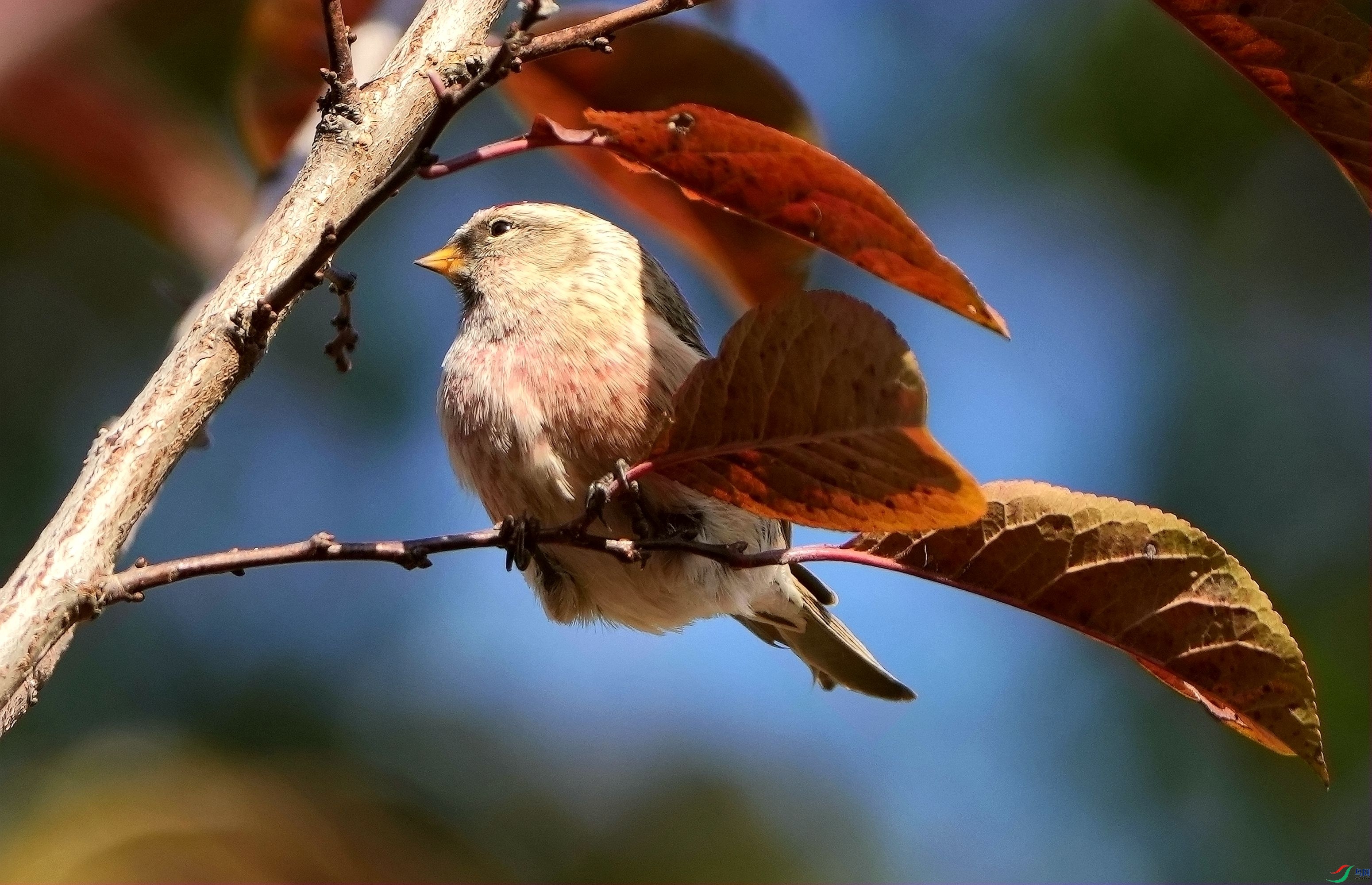 ��Ҷ���춥ȸDSC09016_����.jpg