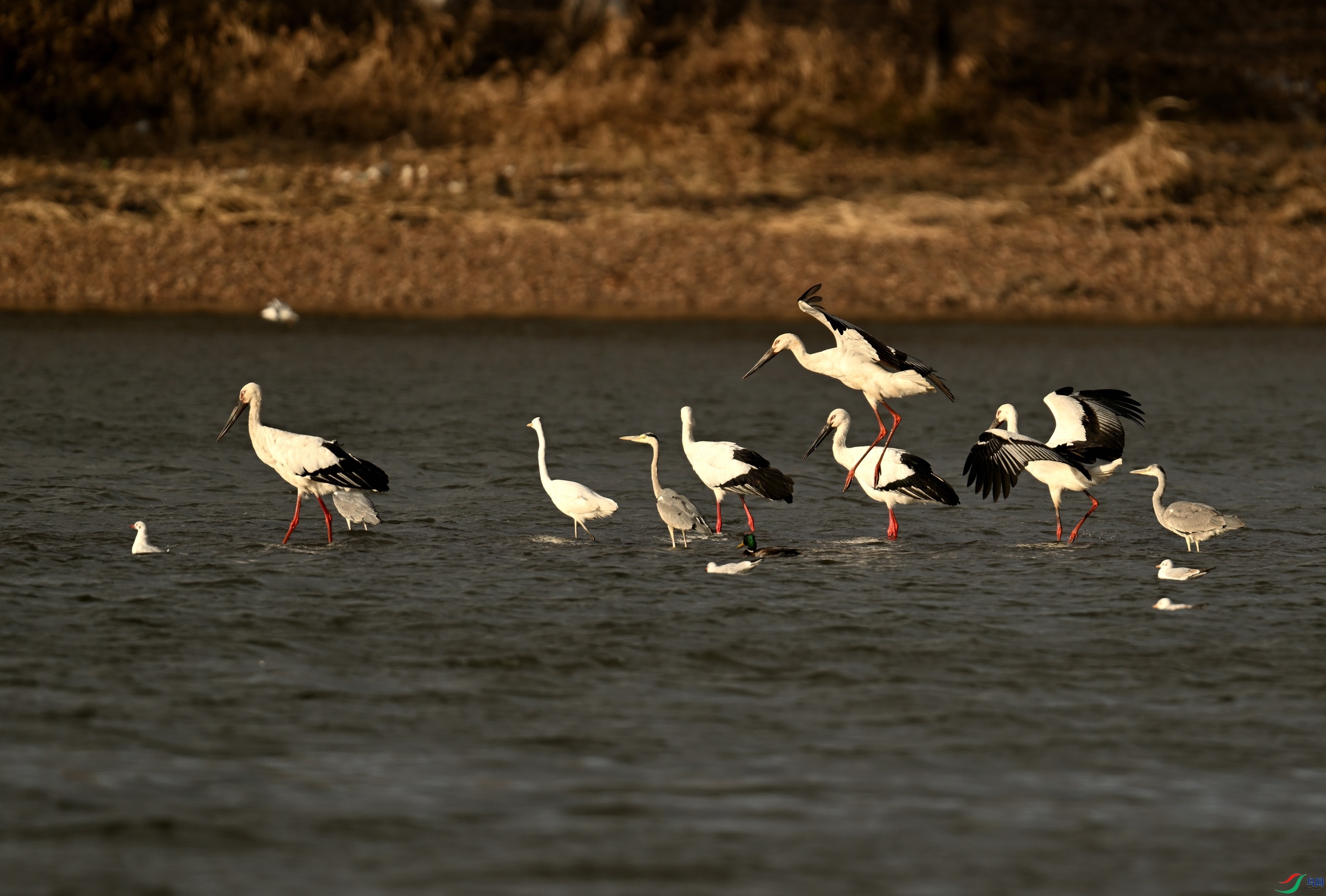 DSC_0144.JPG