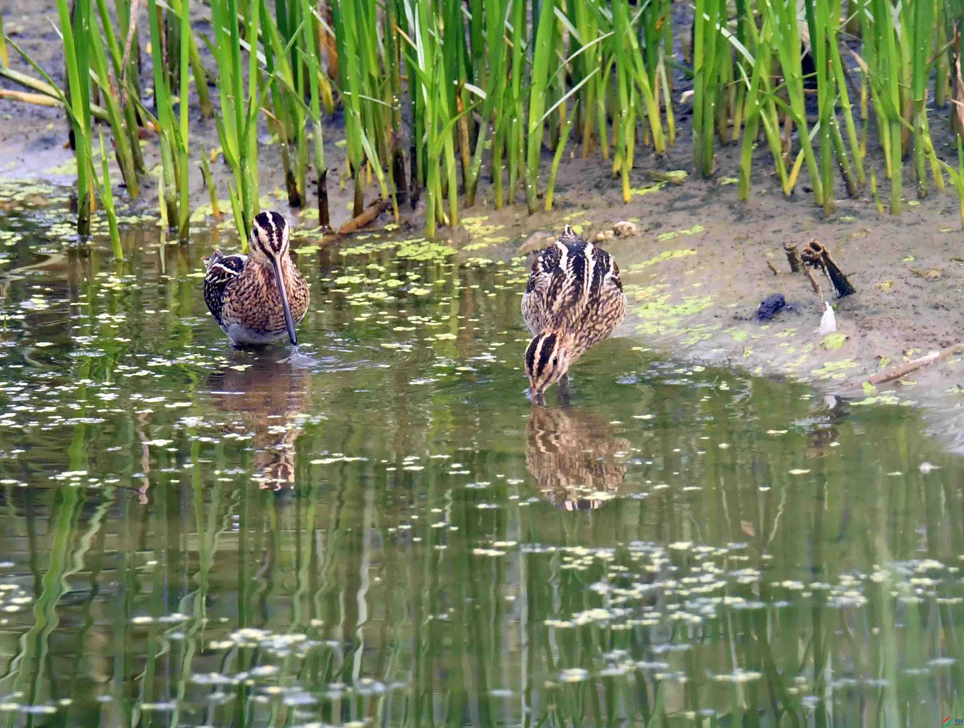 DSC_4545.JPG