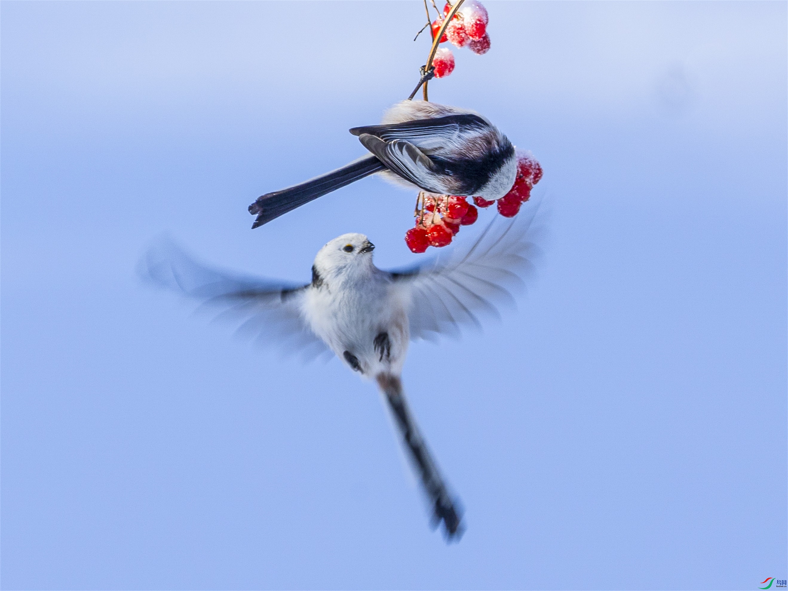 1K3A0363 ����1.jpg