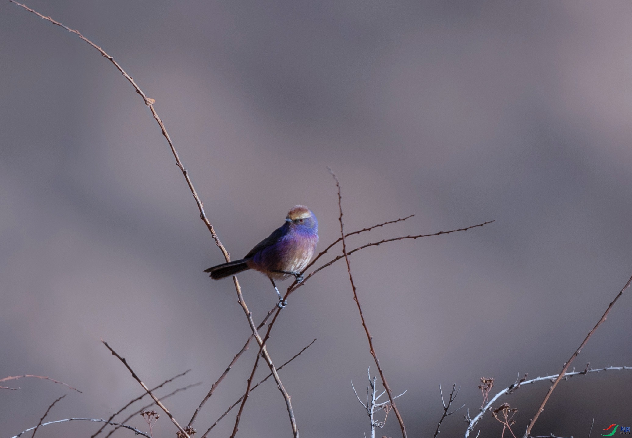 _X5A4544 - ����.jpg