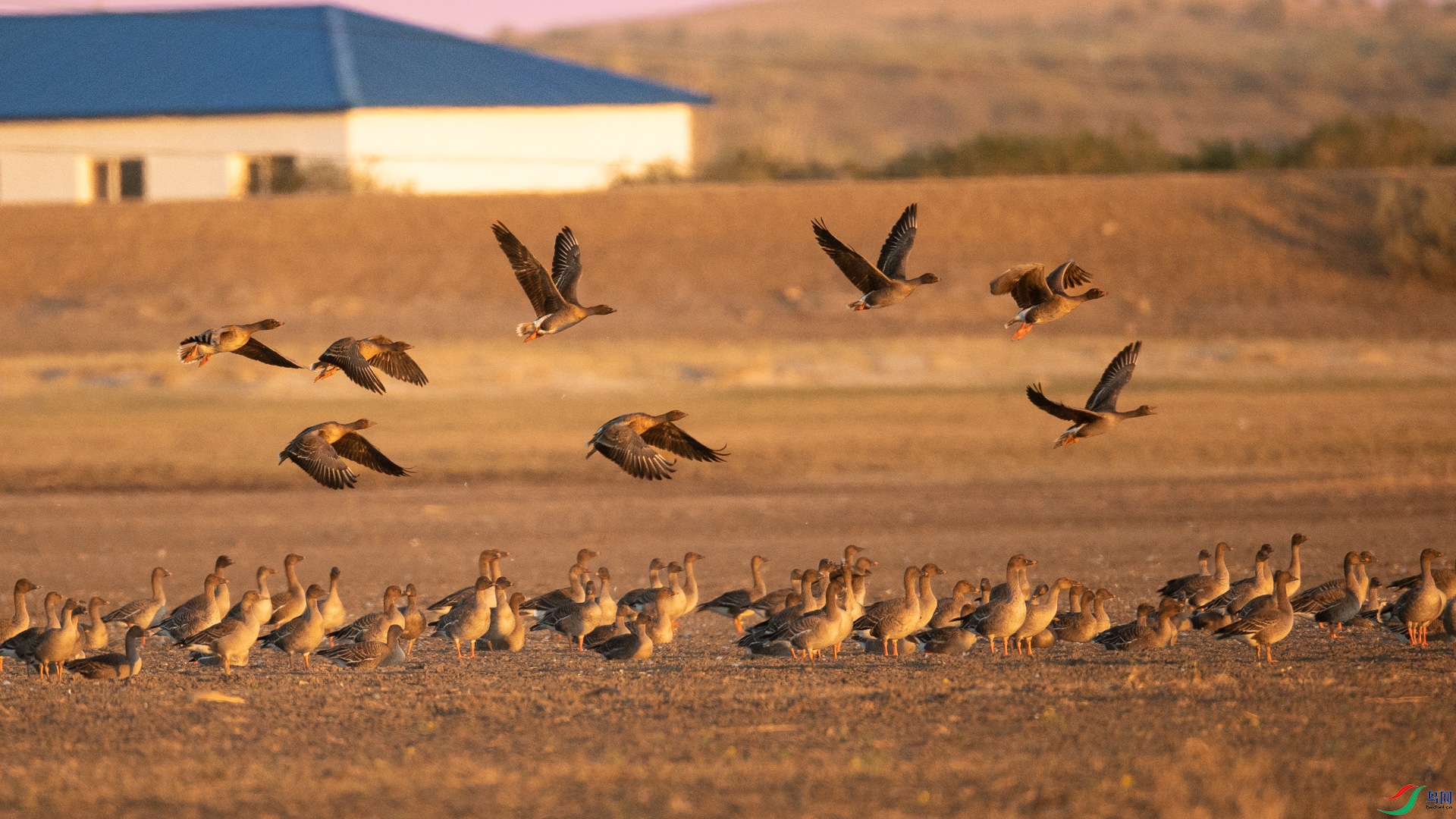 ��ϼ����