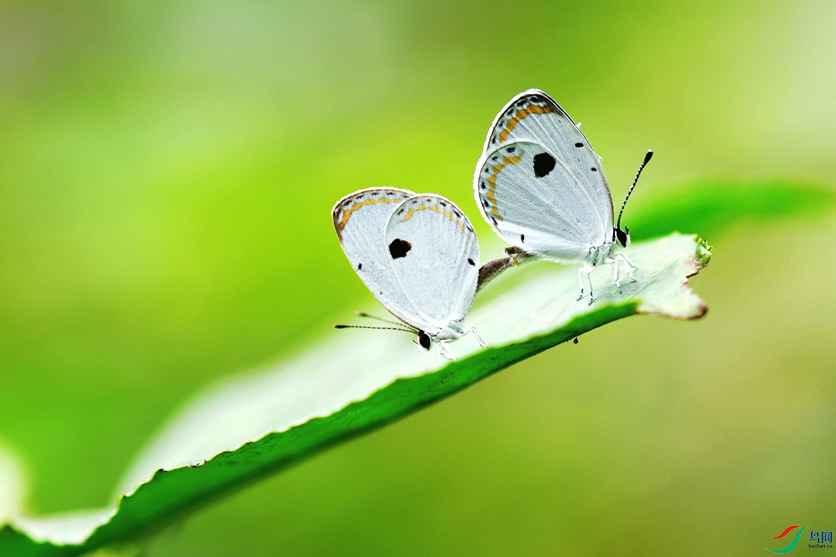 ͼƬ54 ��������С�ҵ�NW.jpg