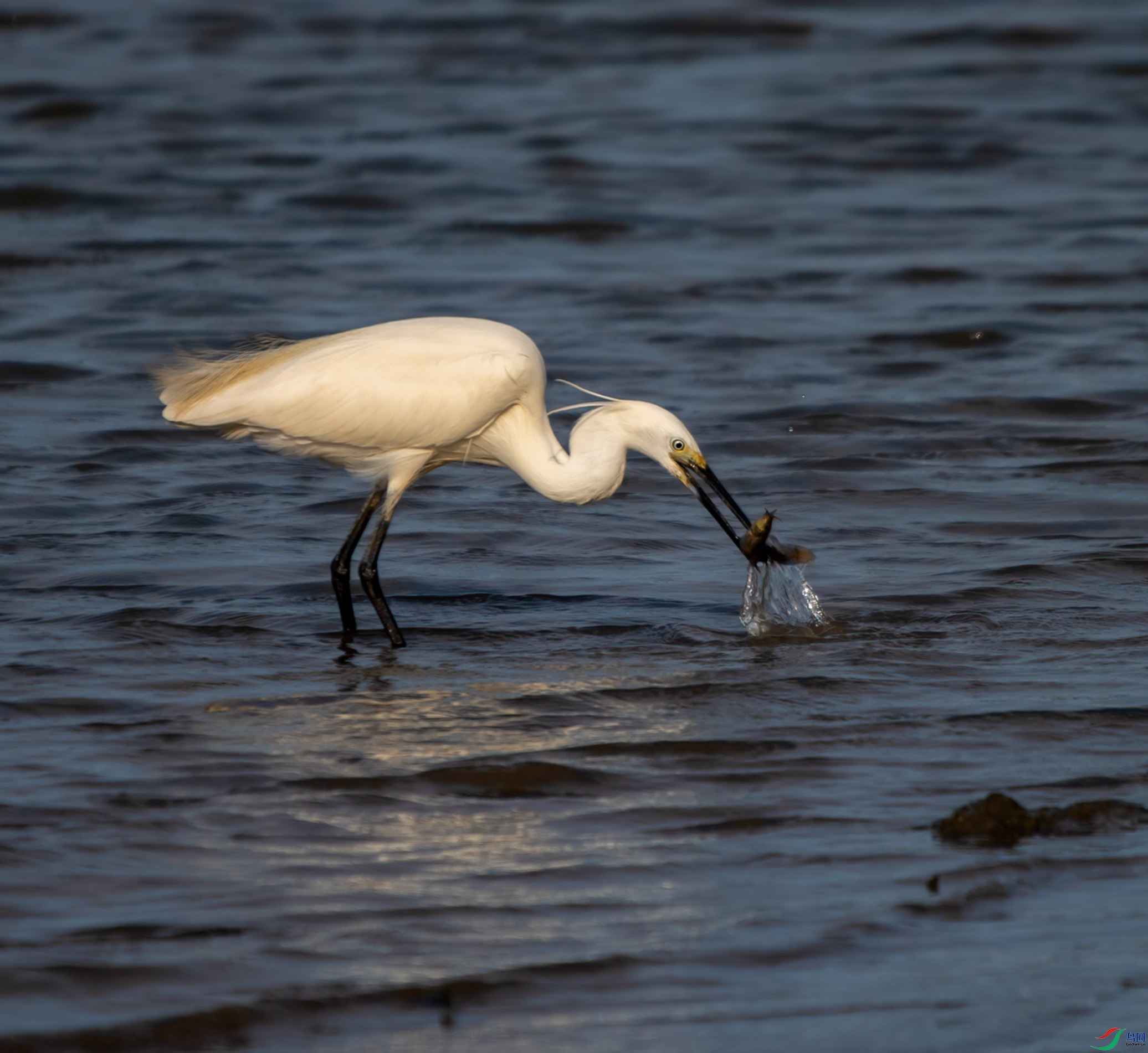 DSC_1713-s.jpg