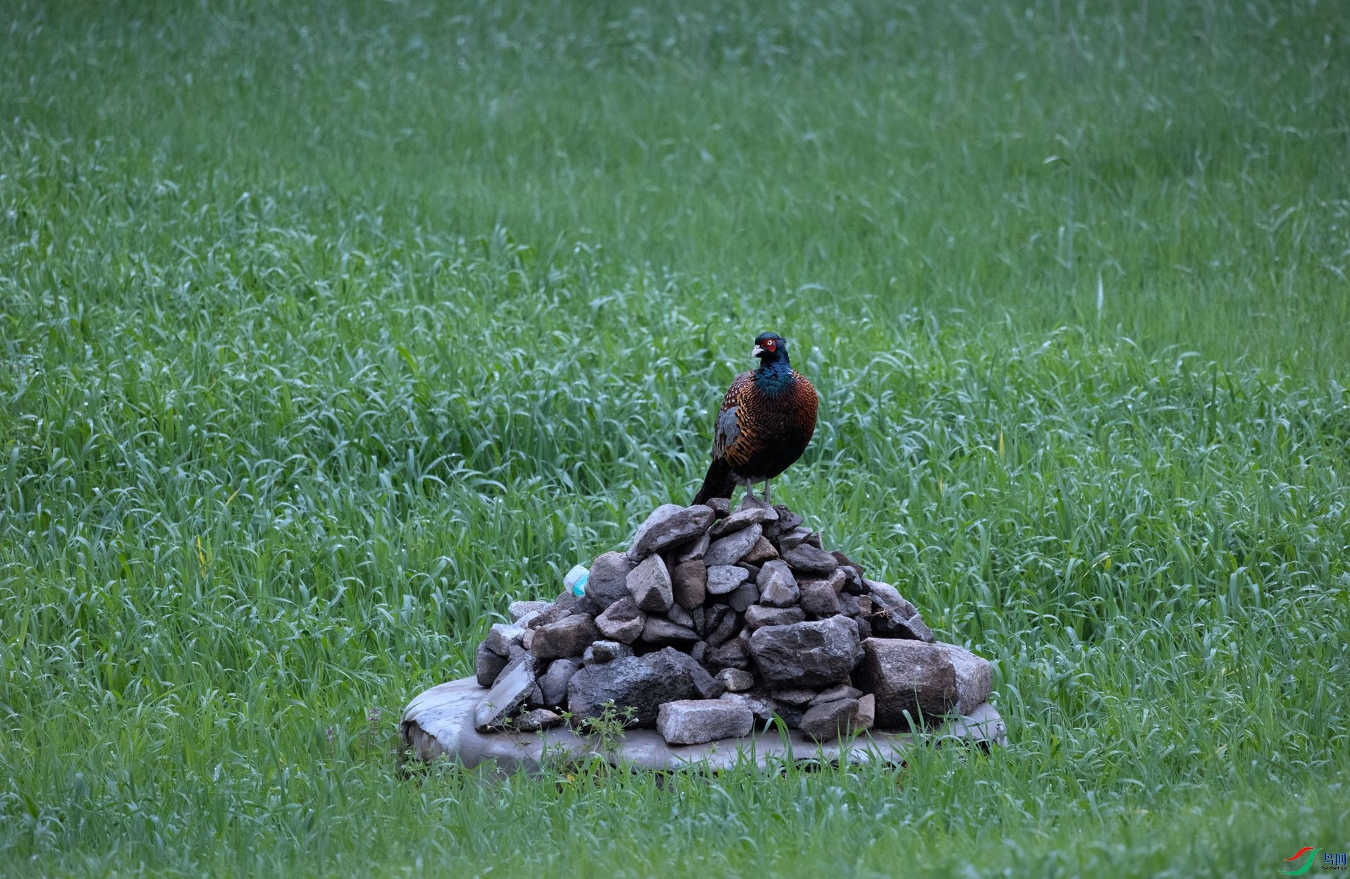 381A0808 - ����.jpg