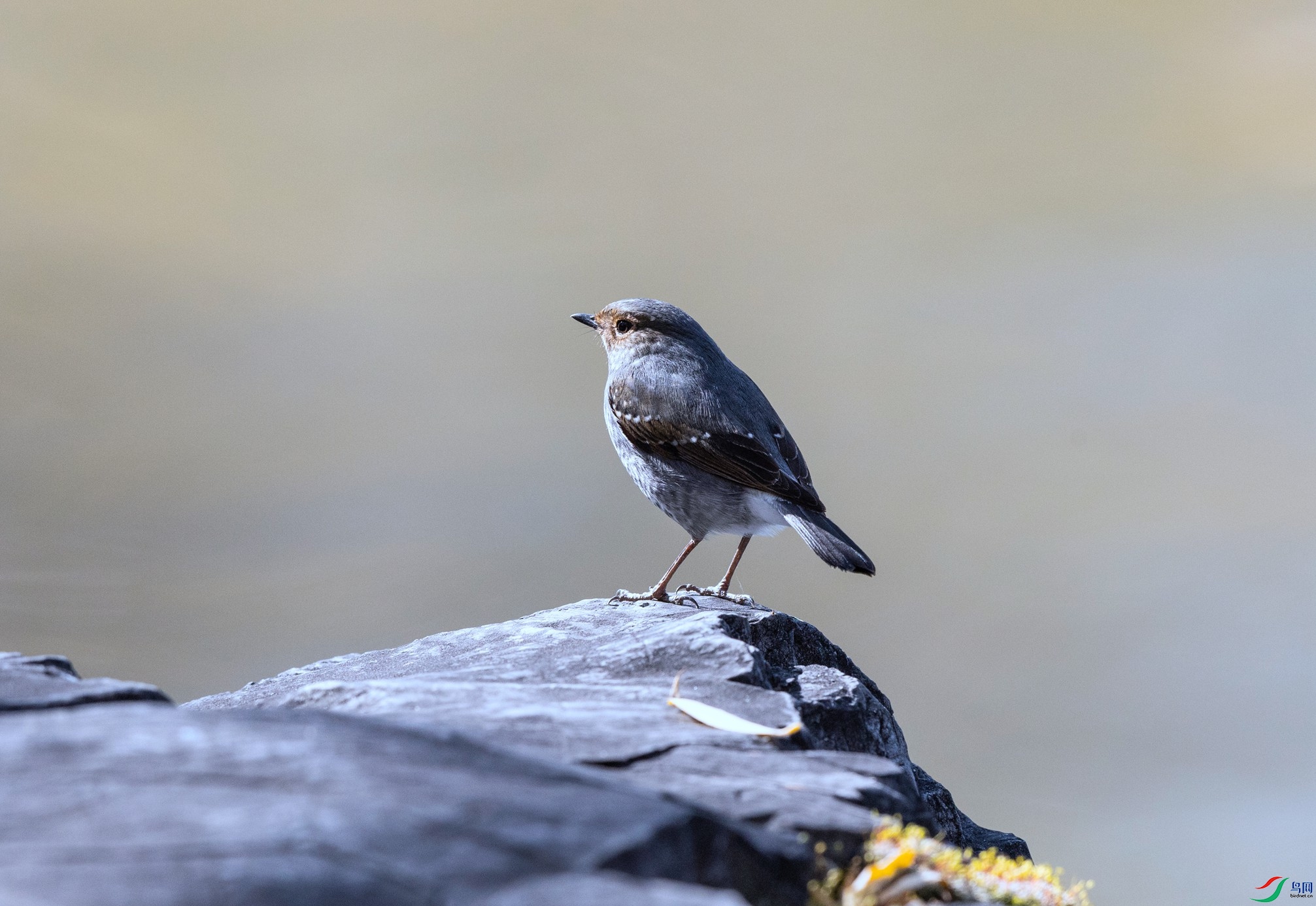 _X5A2126 - ����.jpg