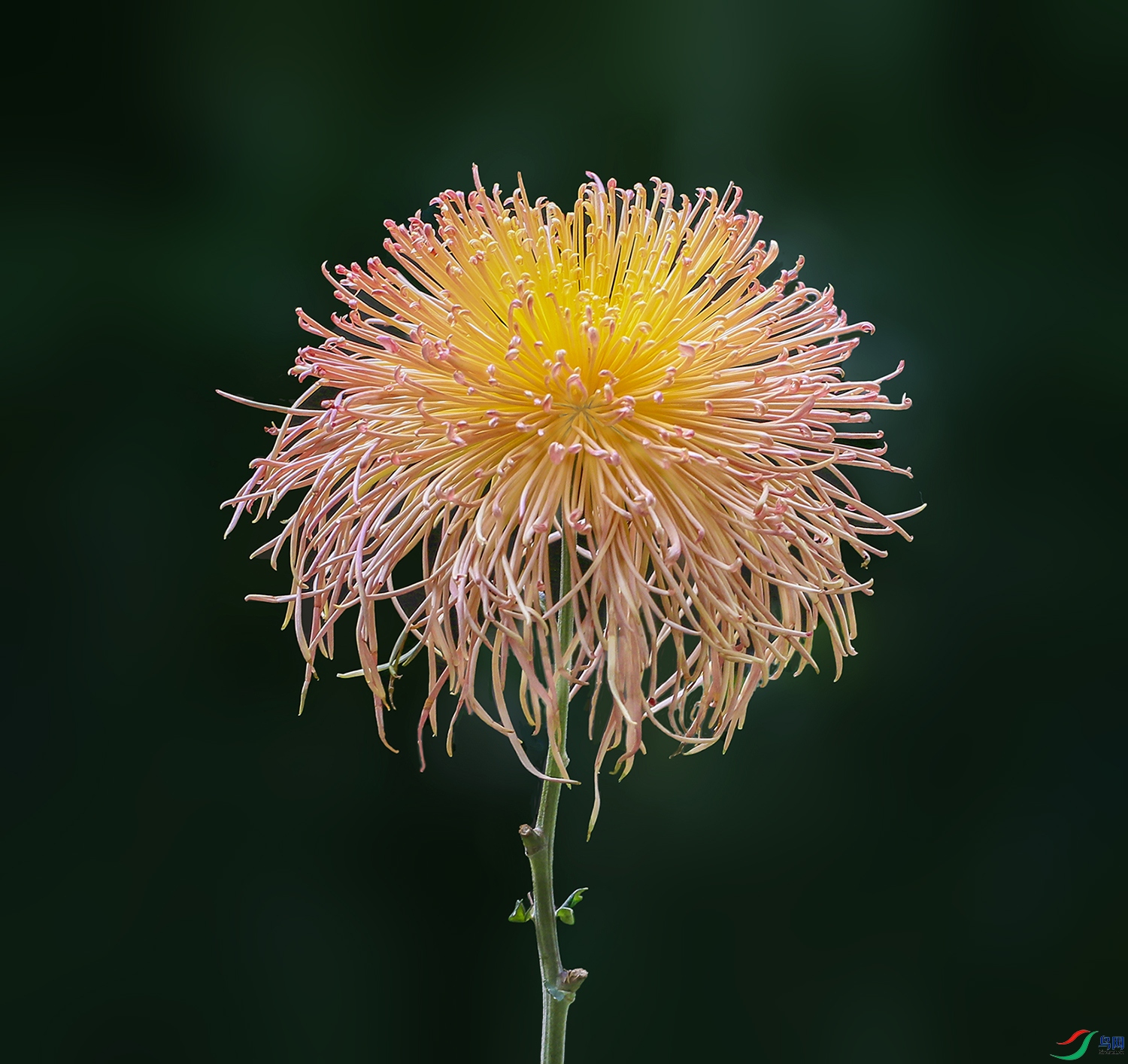 0019958322U9A1109��Ů��װ 1000k.jpg