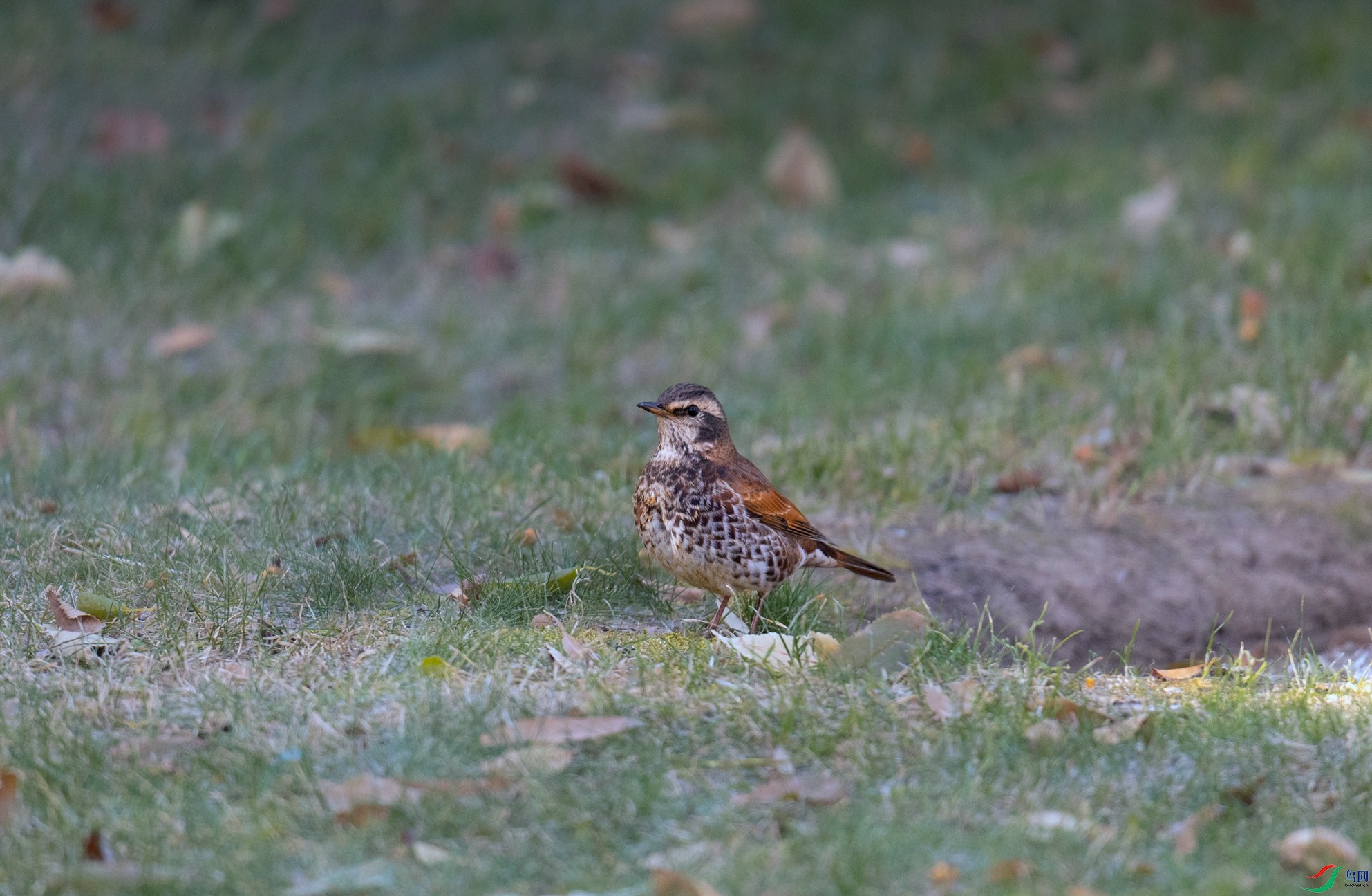 _X5A9500 - ����.jpg