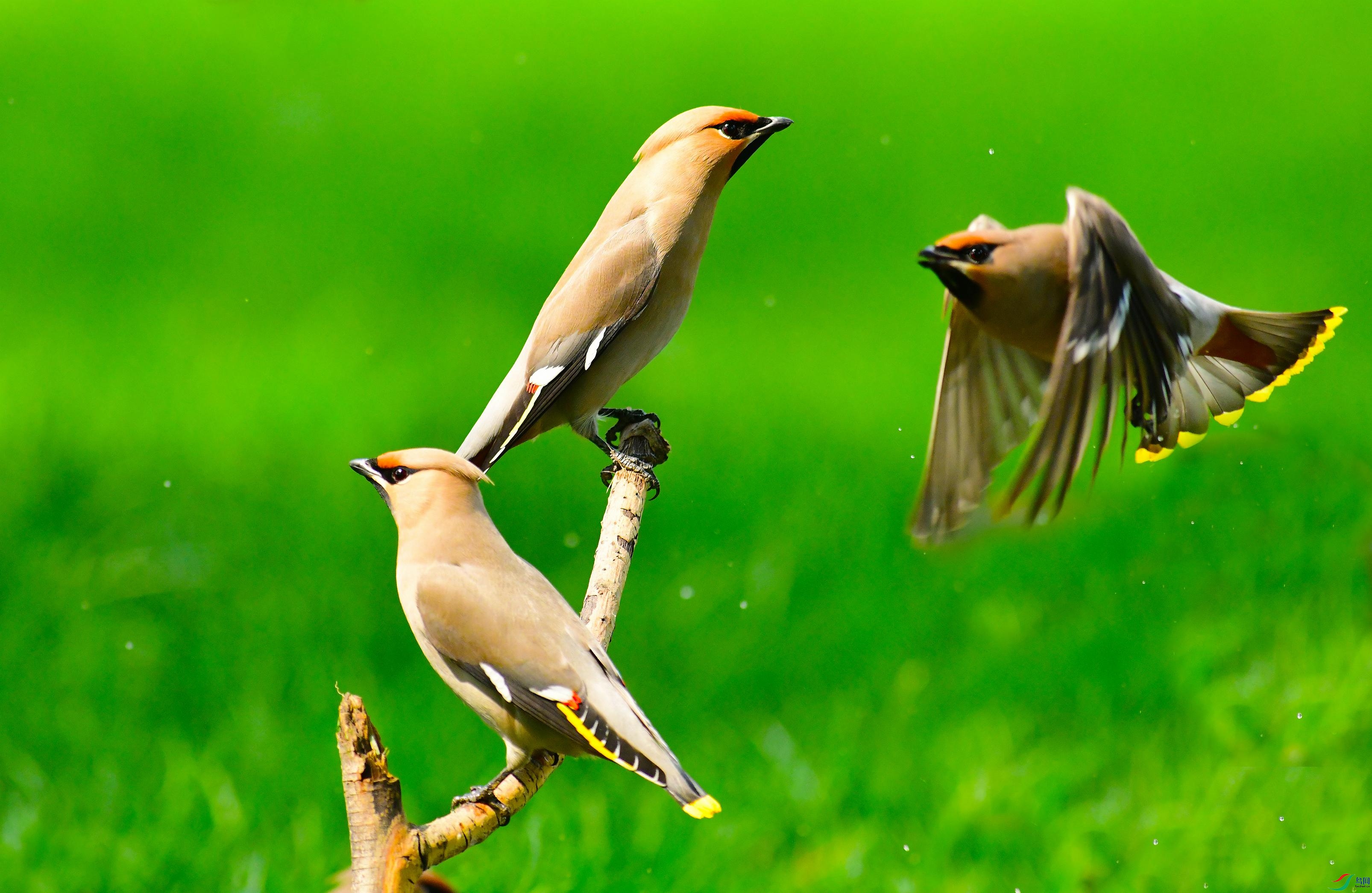 DSC_0720 - ����.JPG