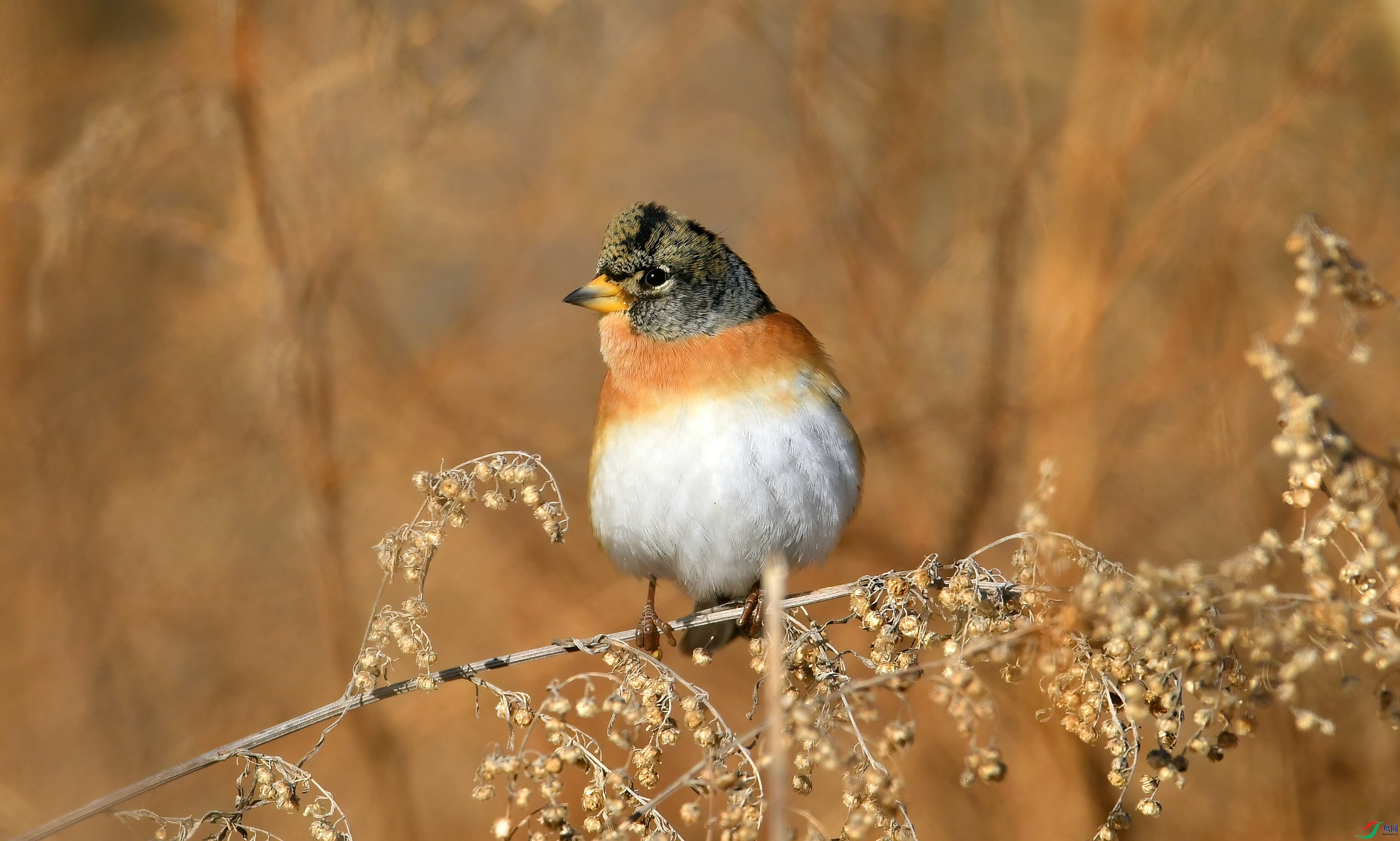 WZL_8817.jpg