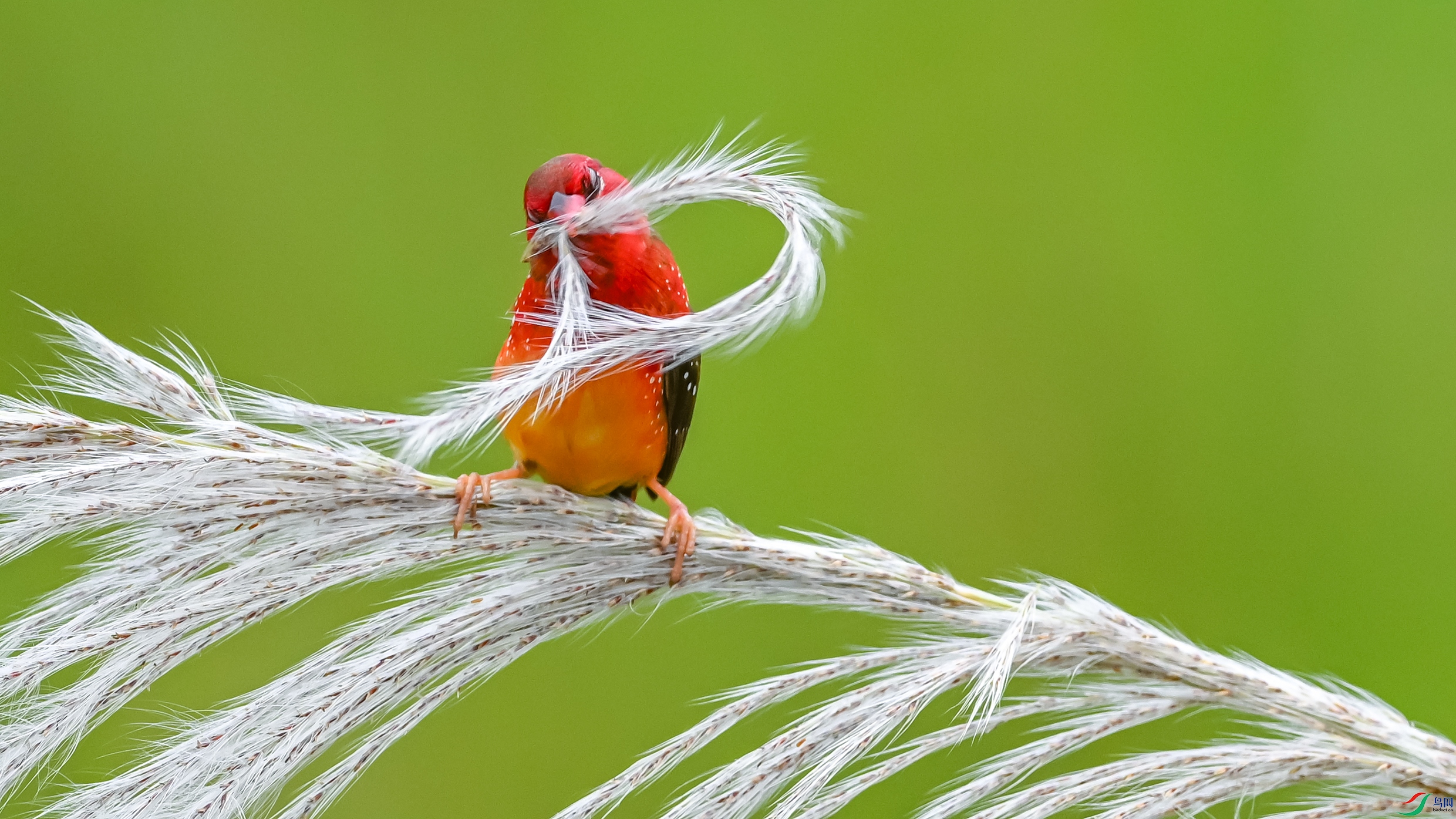 2535 ����.jpg