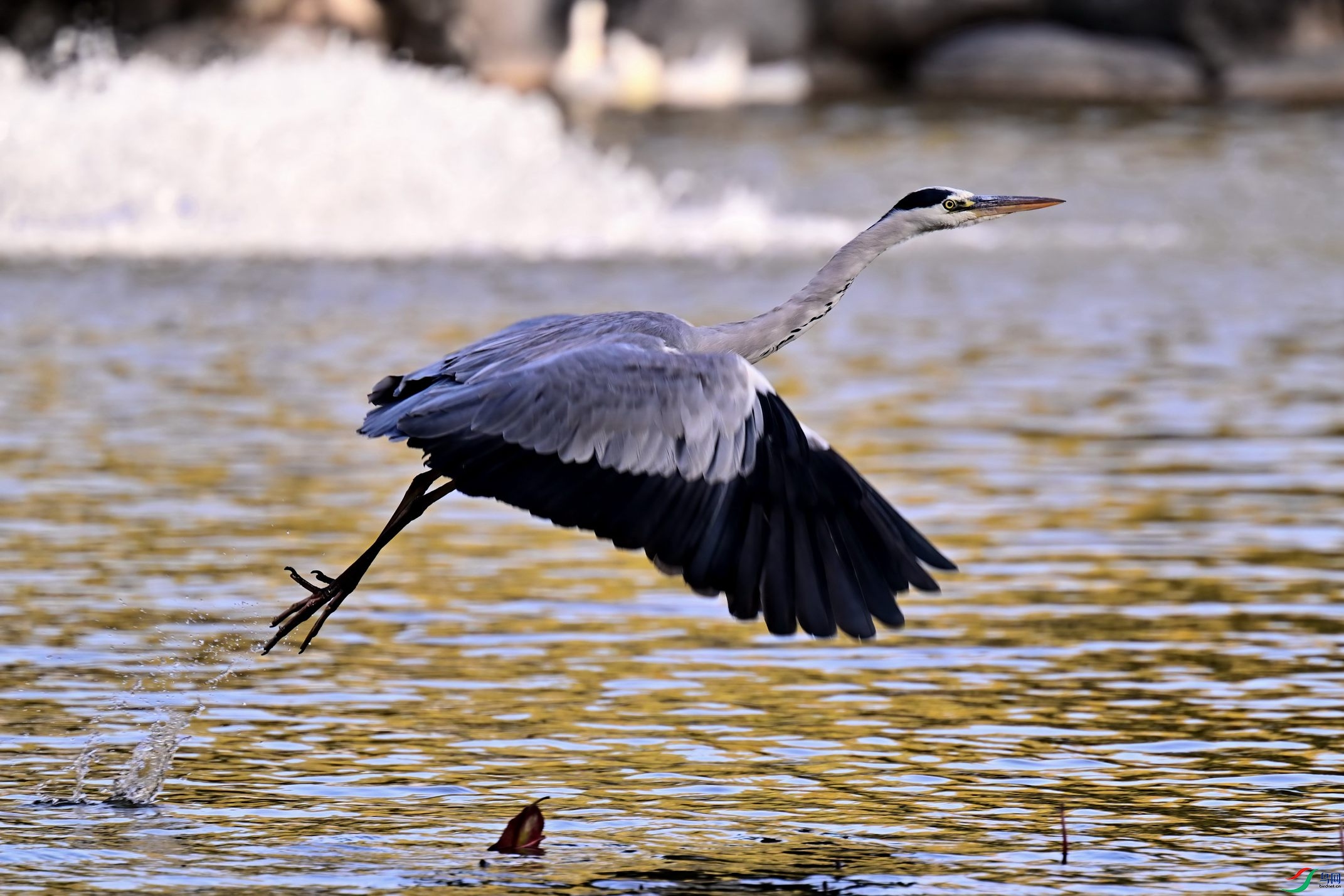 DSC_9394-DXX.jpg