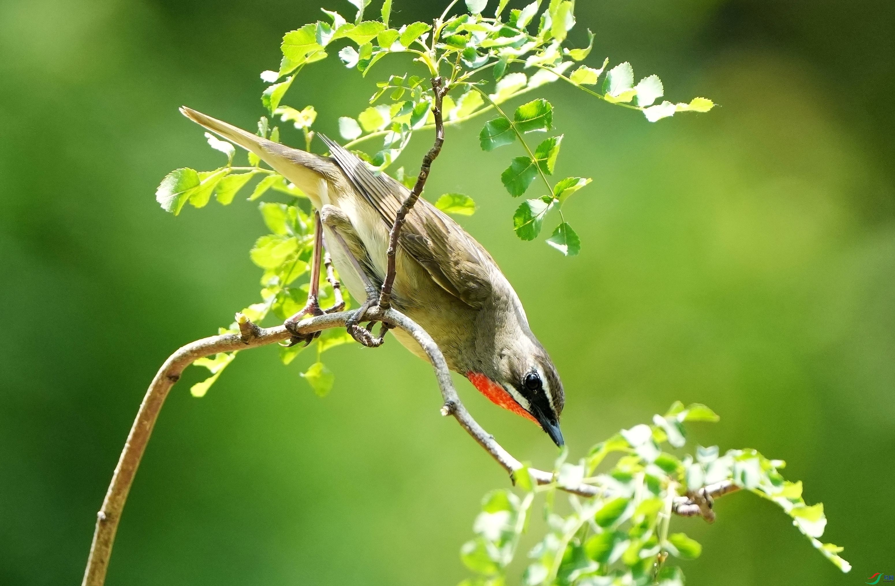 ��סĿ��DSC00289_����.jpg