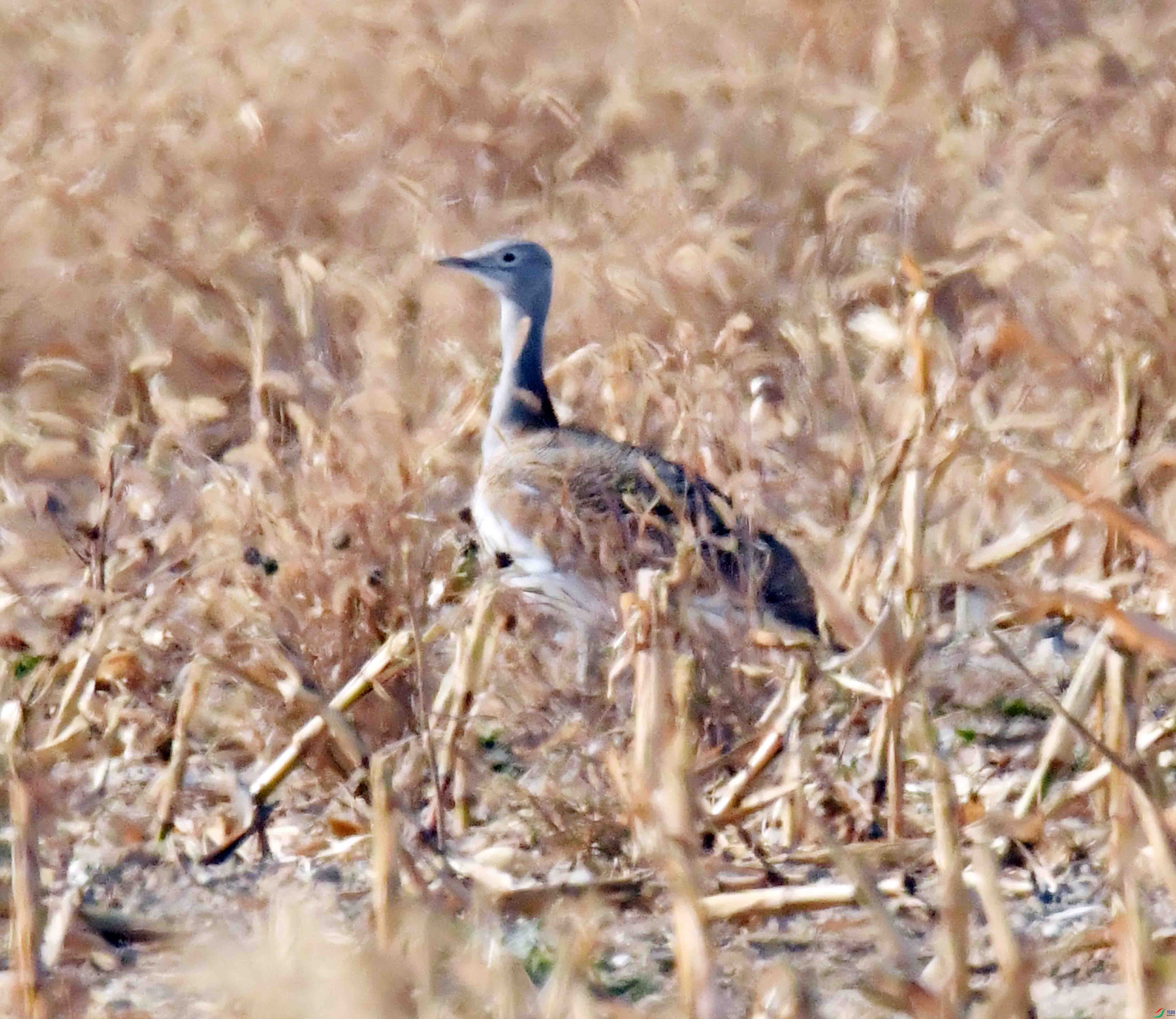 DSC_0418.JPG