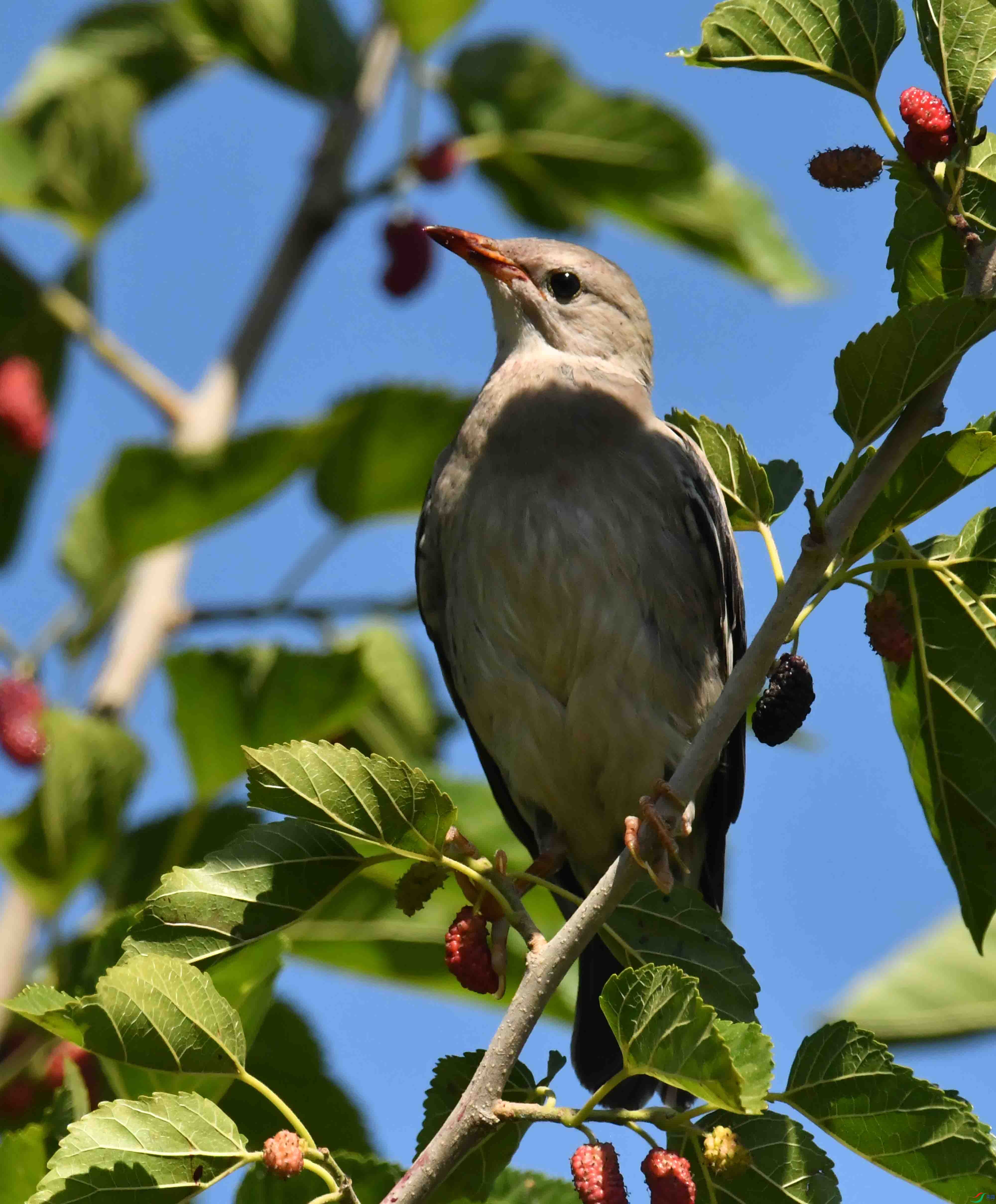 DSC_3513.JPG