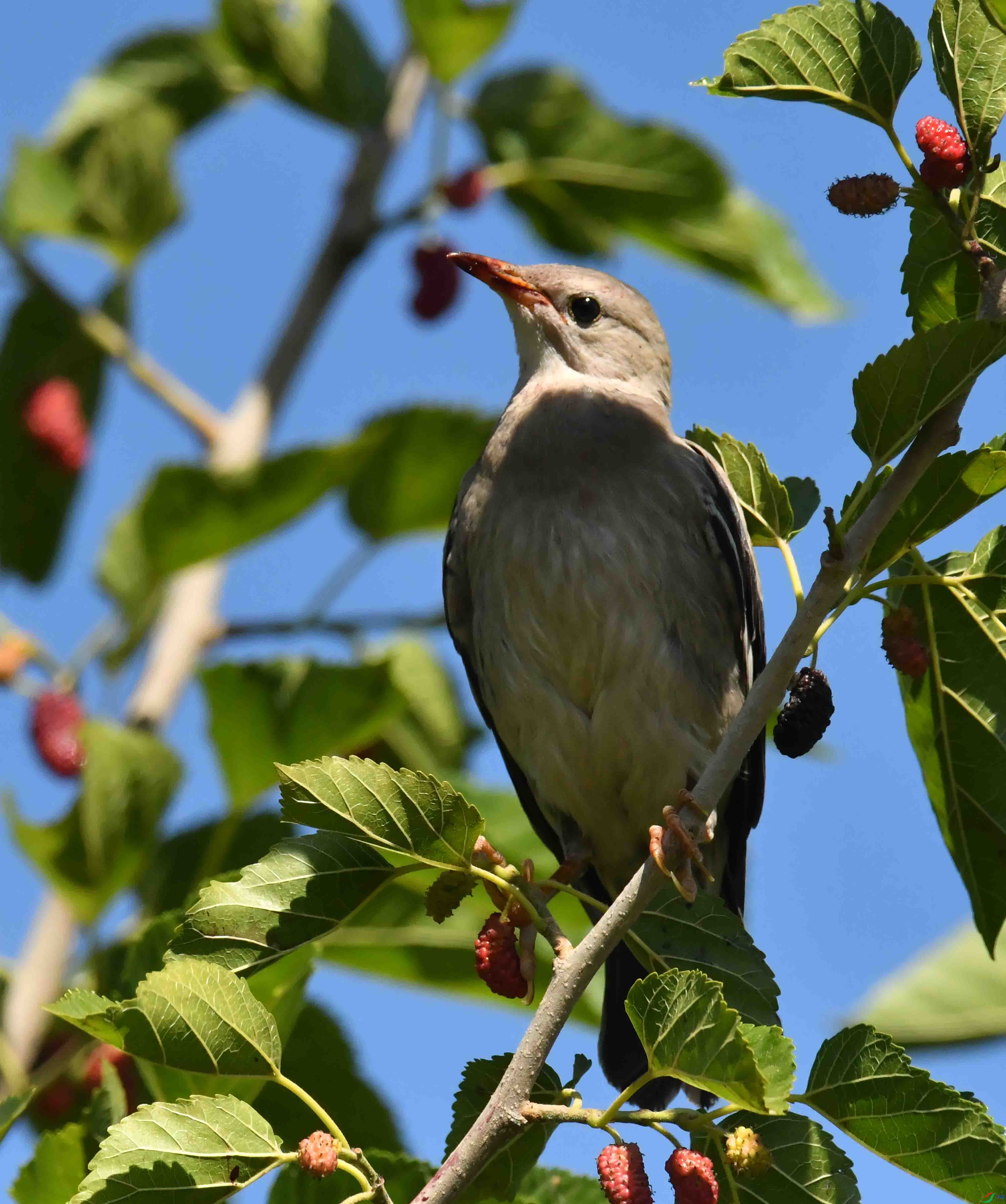 DSC_3514.JPG