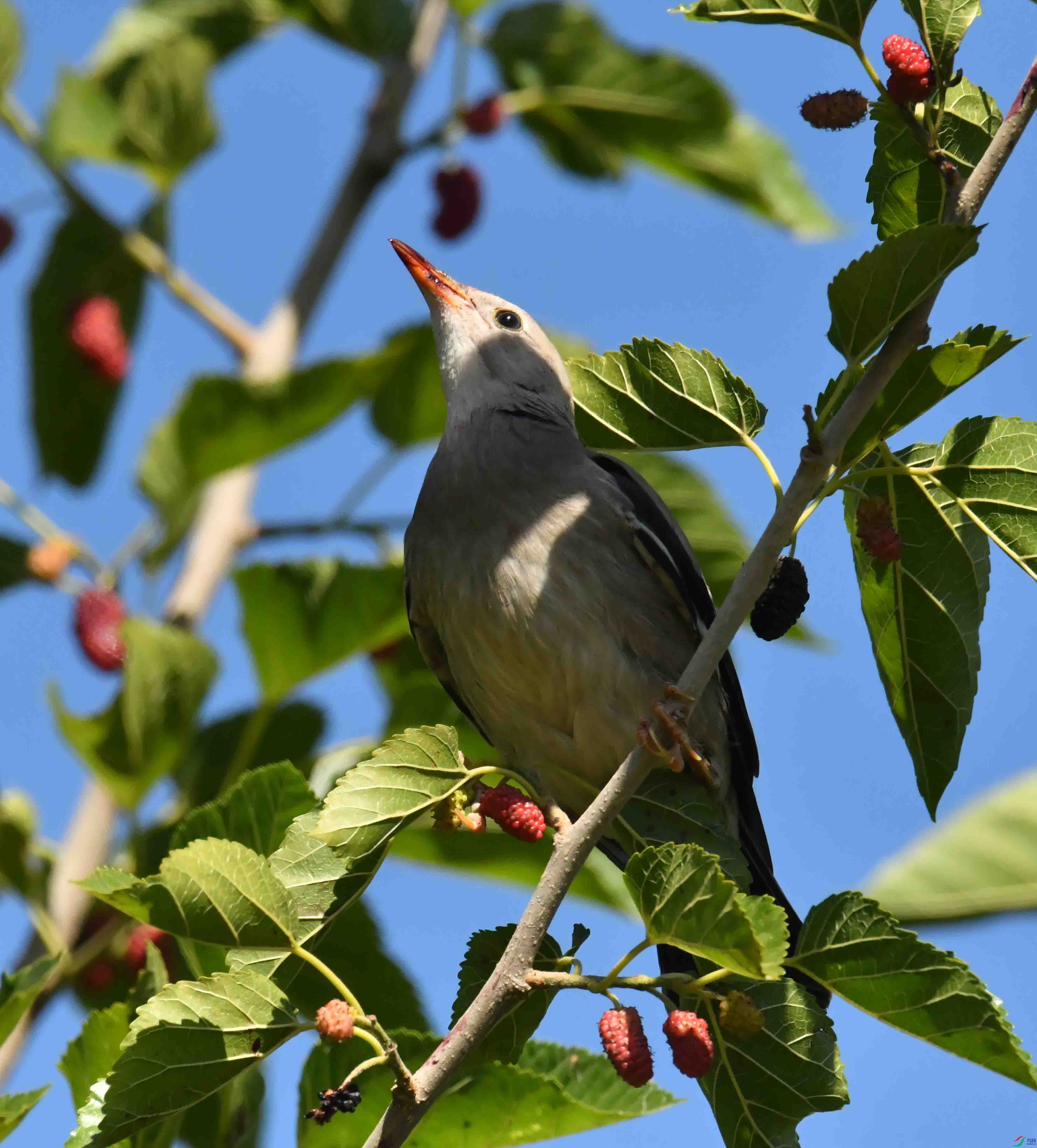 DSC_3517.JPG