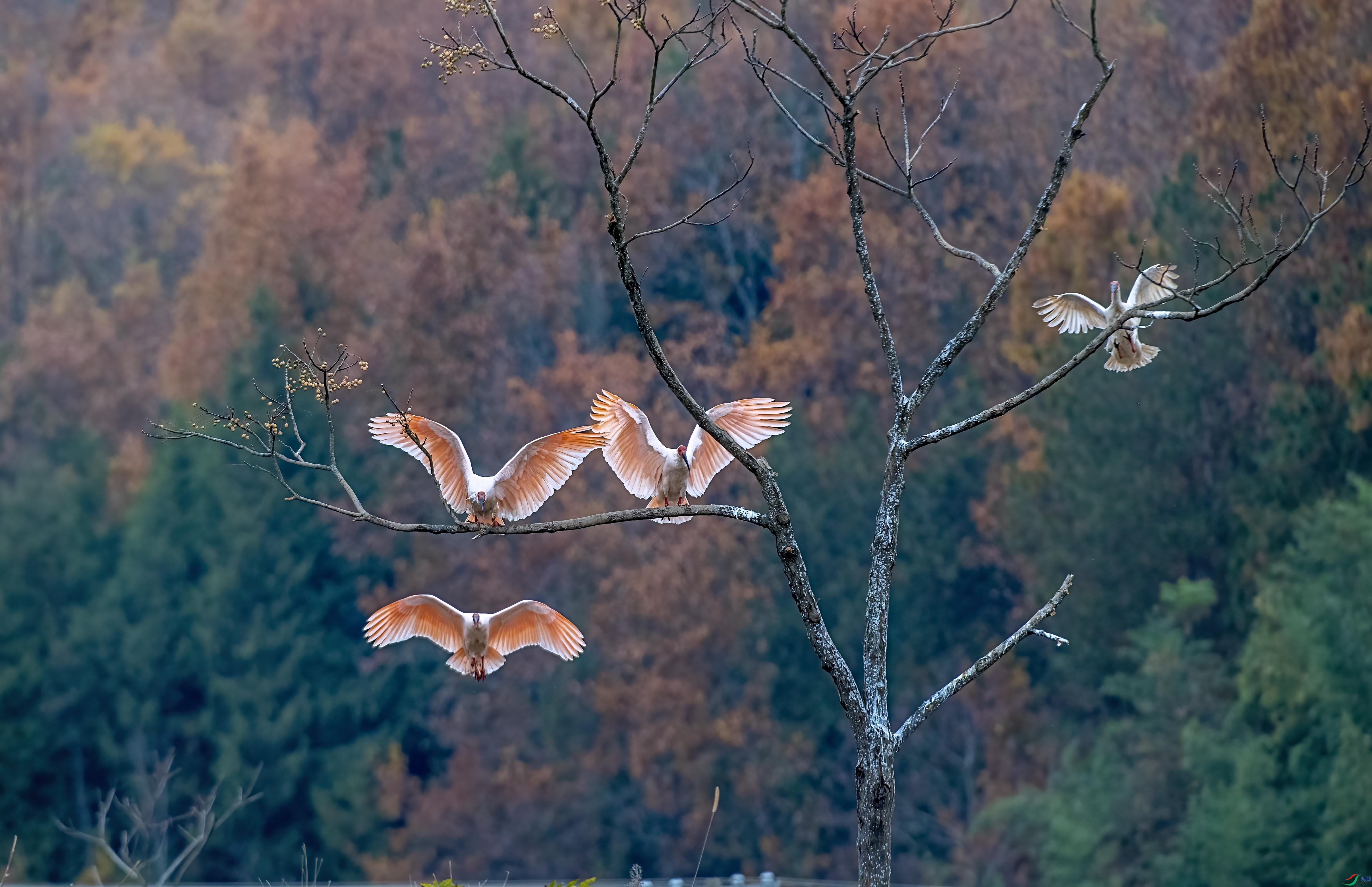 DSC_9623 ����.jpg