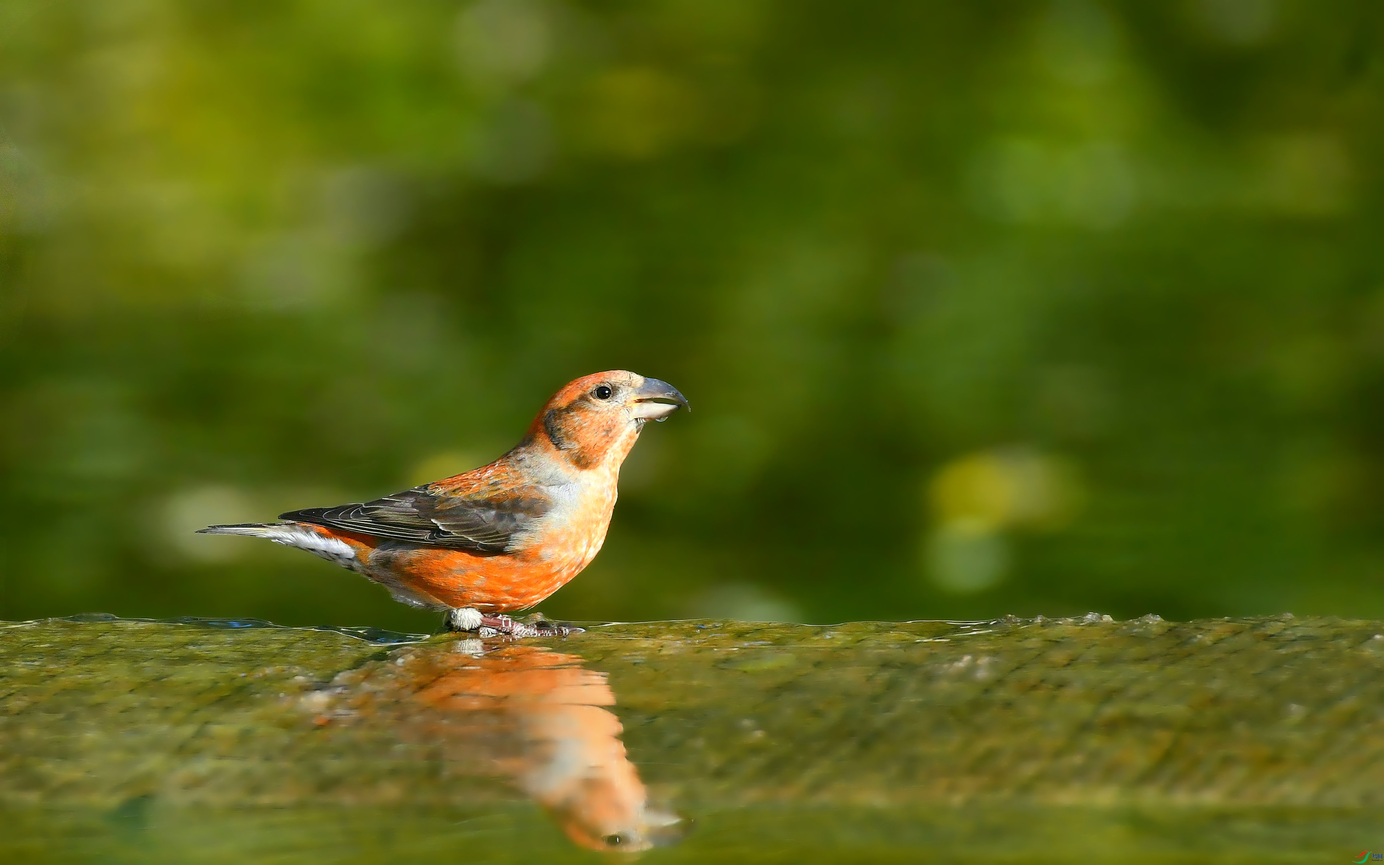 DSC_1787.JPG