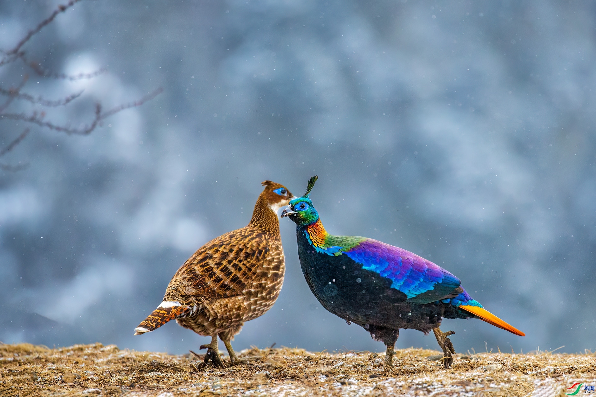 Ʈѩʱ��  ���� ��ˮ��ʿ  ����.jpg